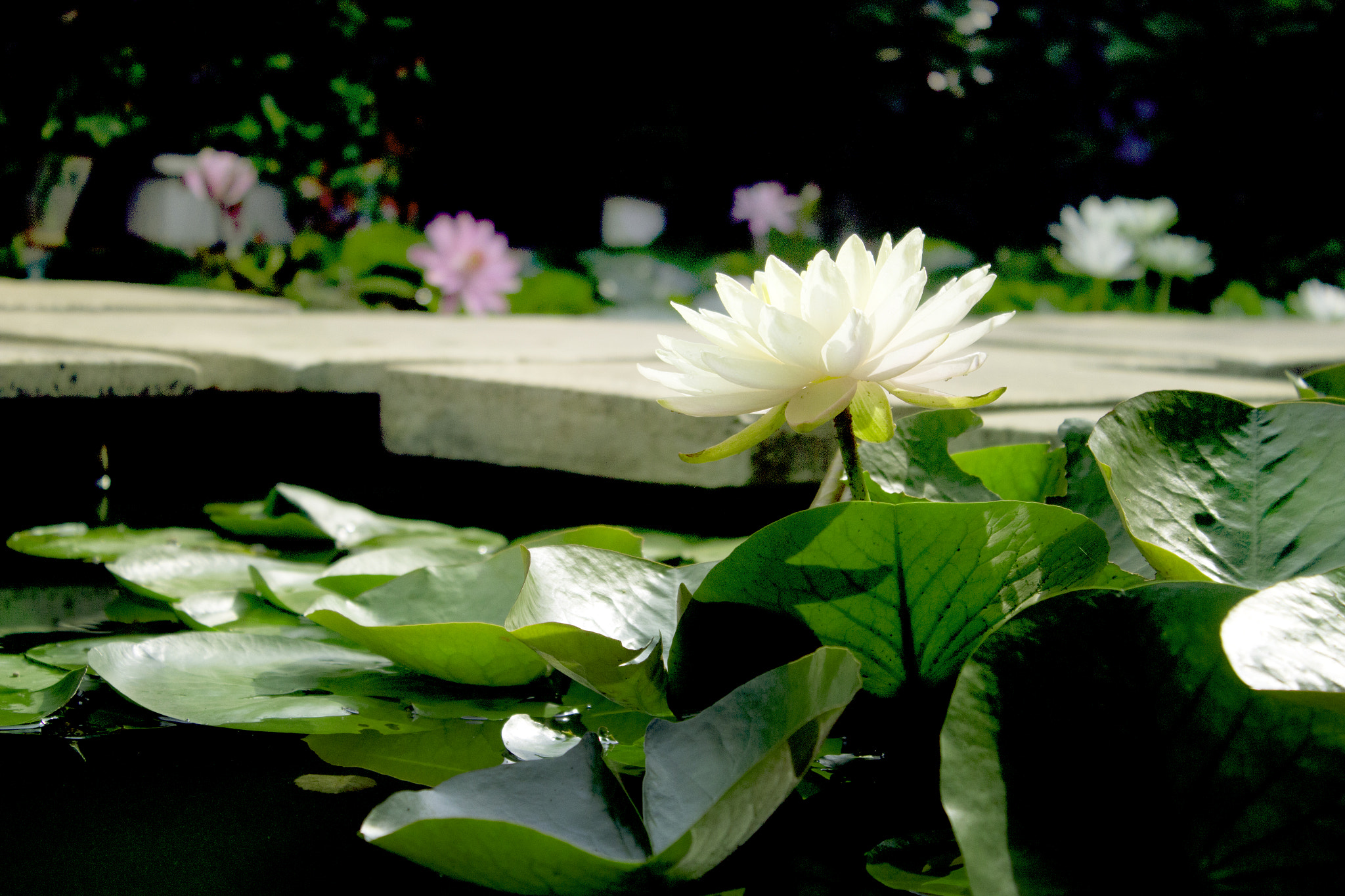 Canon EOS 550D (EOS Rebel T2i / EOS Kiss X4) sample photo. Nymphaeaceae... photography