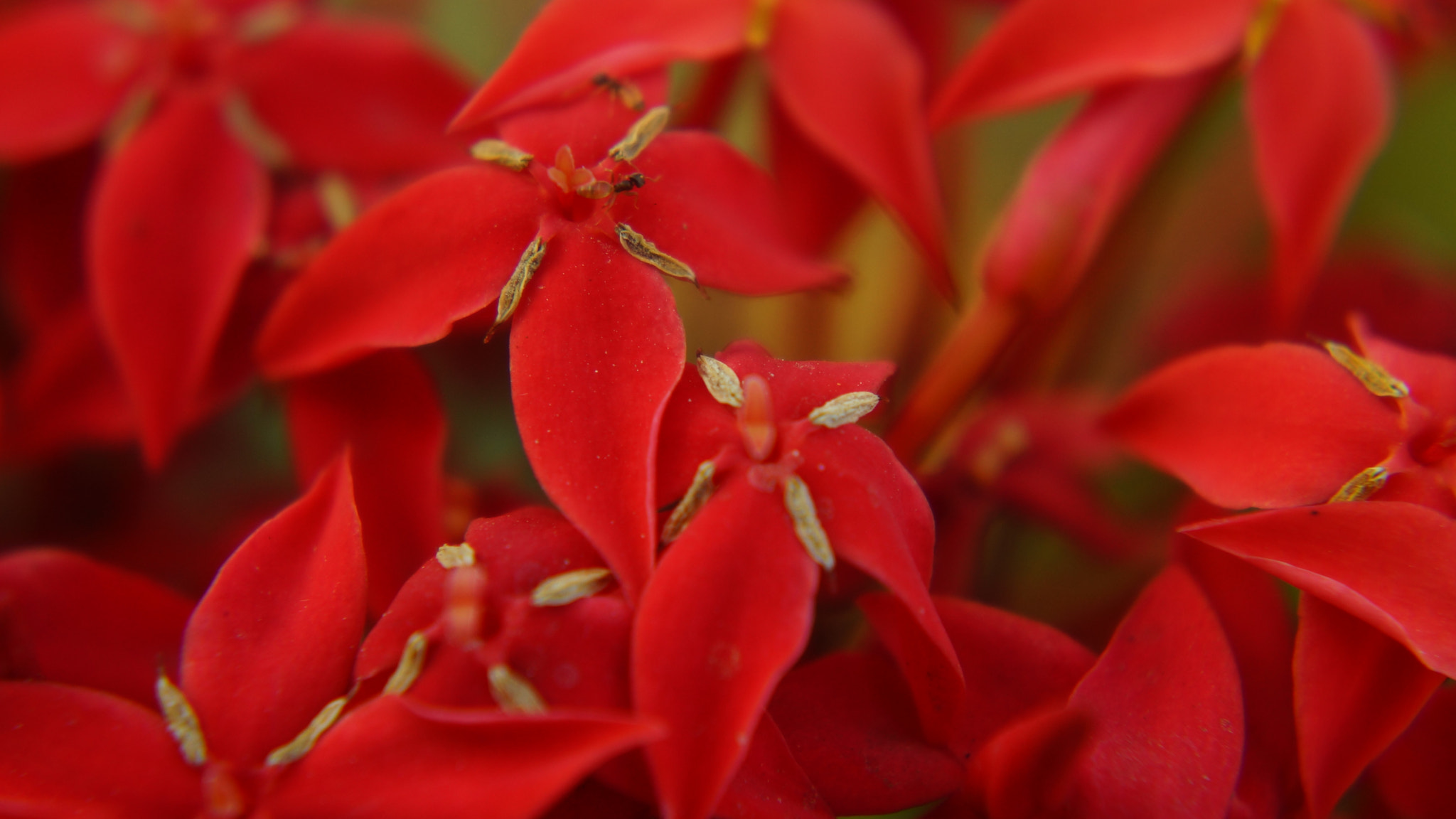 Sony E 18-55mm F3.5-5.6 OSS sample photo. Red ixora close photography