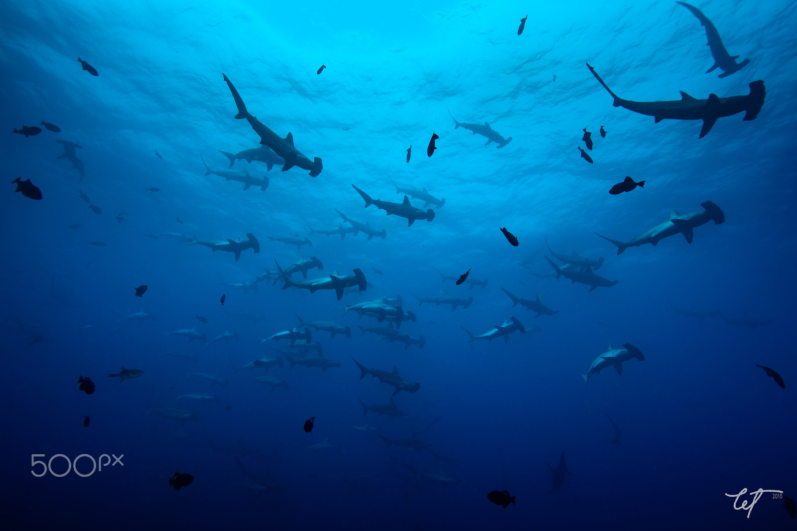 Nikon D5 sample photo. Schooling hammerhead shark @ viking rock photography