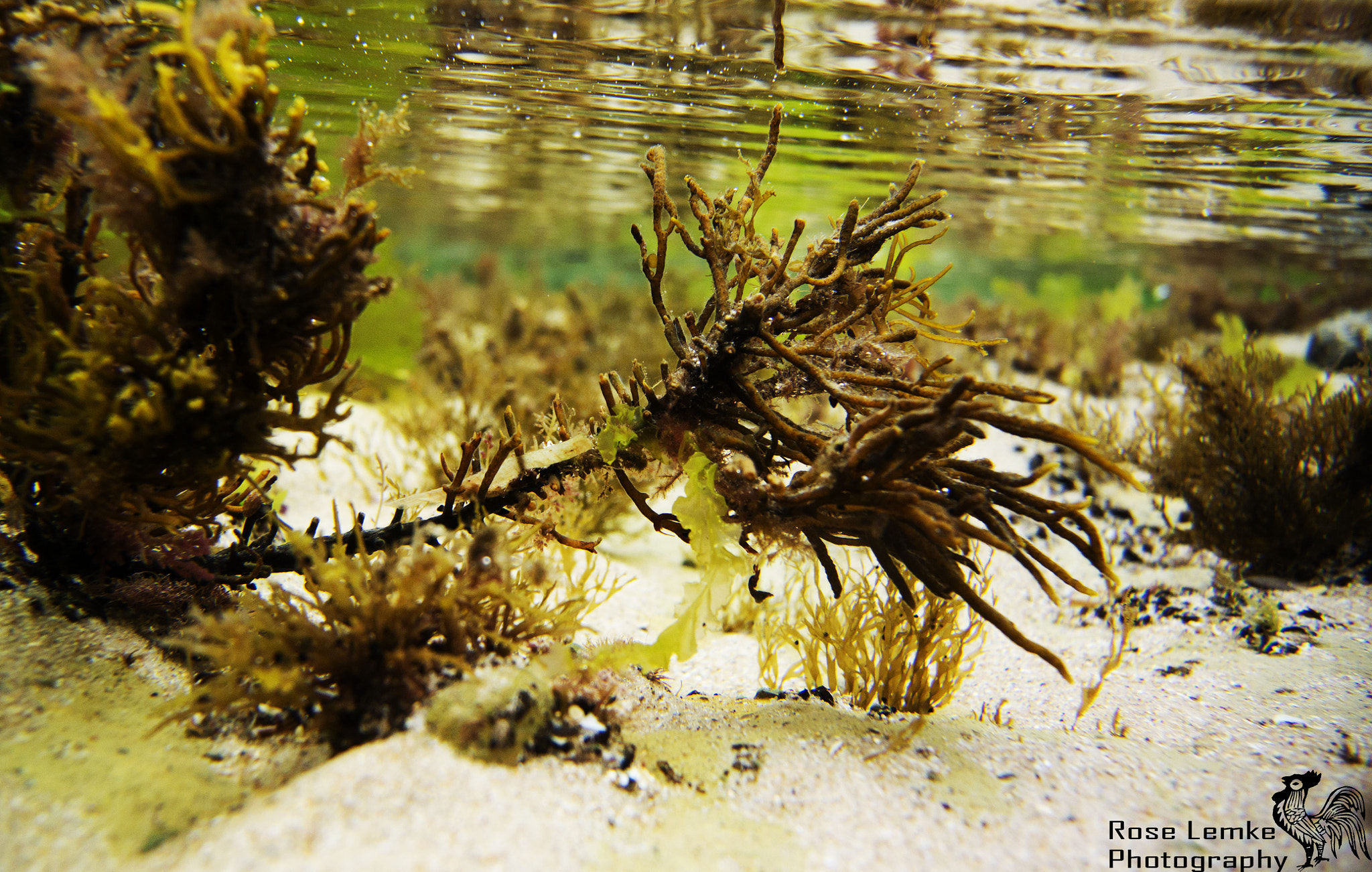 Nikon 1 AW1 sample photo. Rockpool reef.. photography