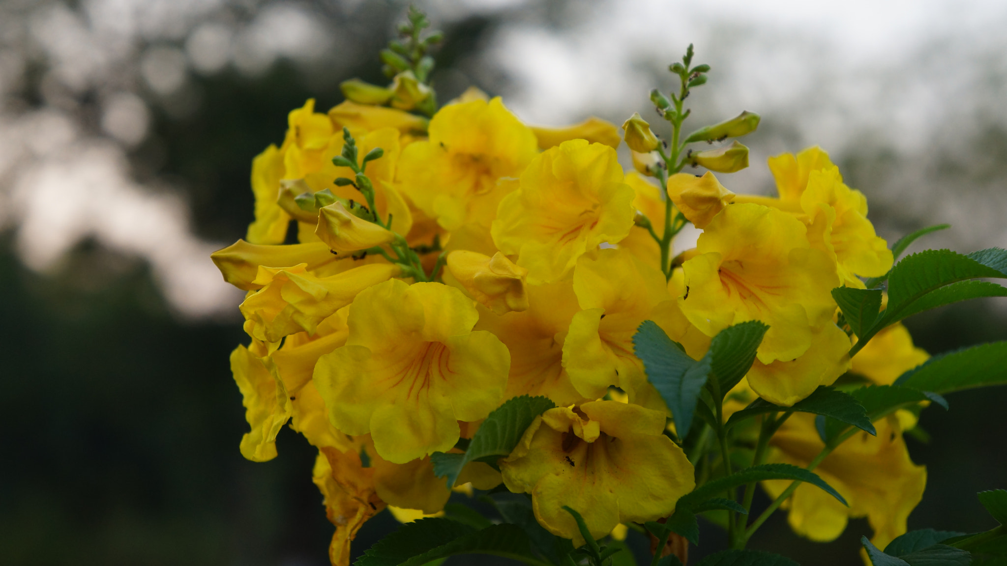 Sony E 18-55mm F3.5-5.6 OSS sample photo. Yellow tabebuia photography