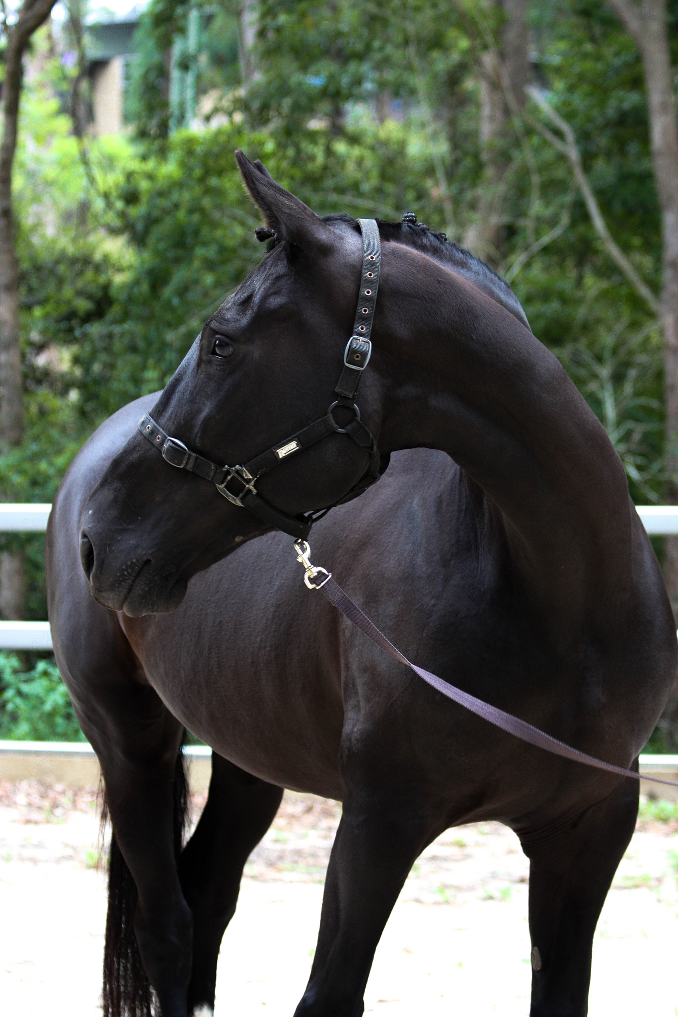 Canon EF 70-300mm F4-5.6 IS USM sample photo. Img photography