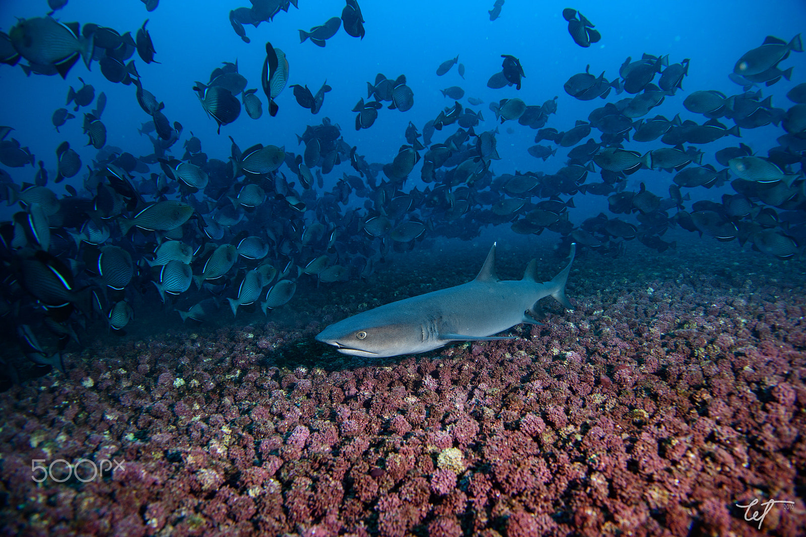 Nikon AF-S Nikkor 24-70mm F2.8E ED VR sample photo. Triggerfish spawning with predator1 photography