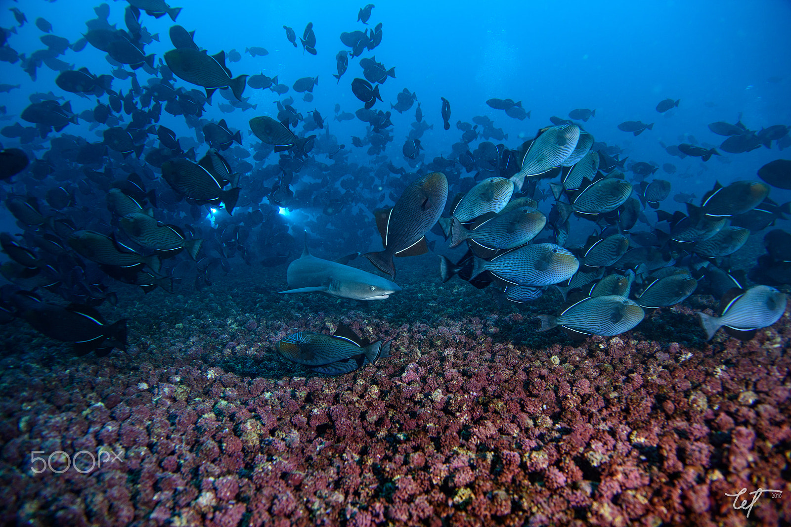 Nikon AF-S Nikkor 24-70mm F2.8E ED VR sample photo. Triggerfish spawning with predator2 photography