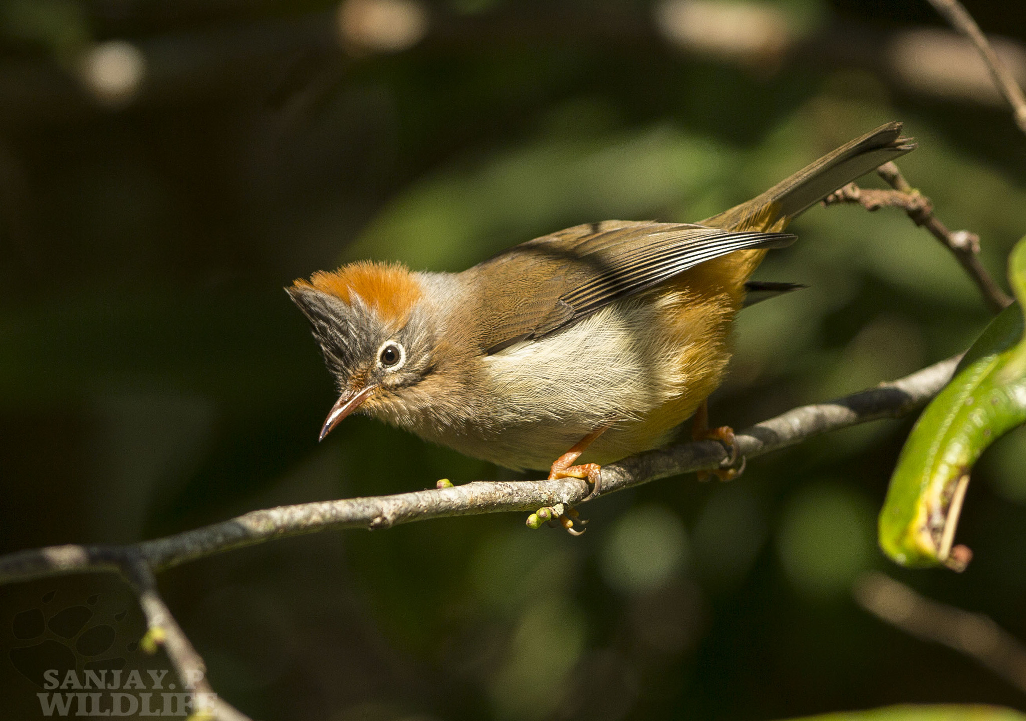 Canon EOS 60D sample photo. Rufous-vented yuhina (yuhina occipitalis) photography