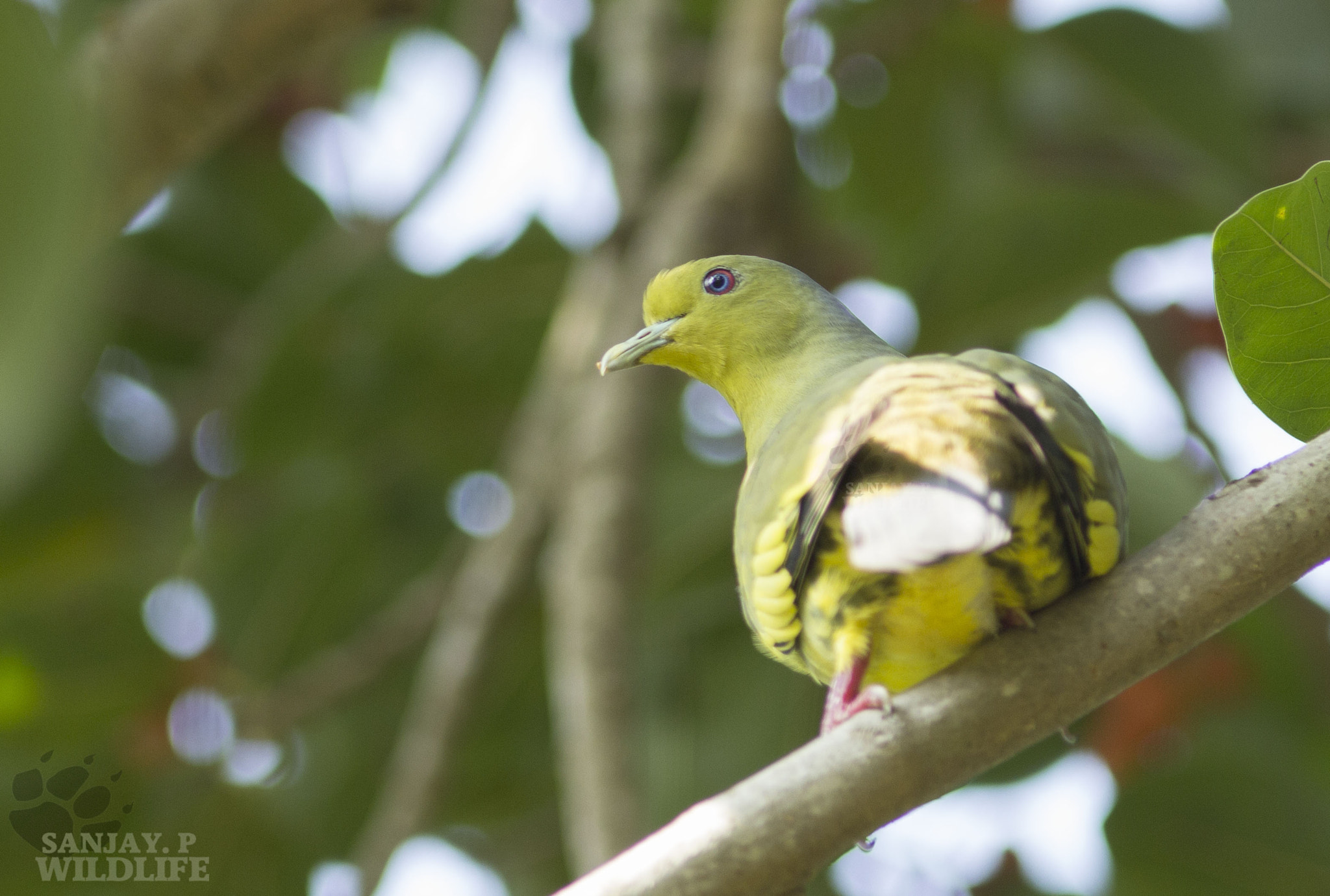 Canon EOS 60D sample photo. Orange breasted green pigeon (treron bicinctus) photography