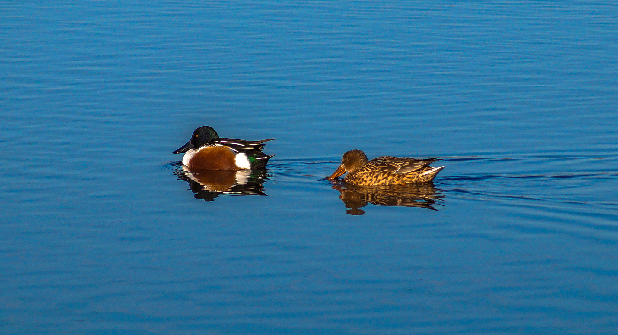 Sony SLT-A58 + Sony DT 55-200mm F4-5.6 SAM sample photo. Northern shoveler - male (left) and female (right) photography