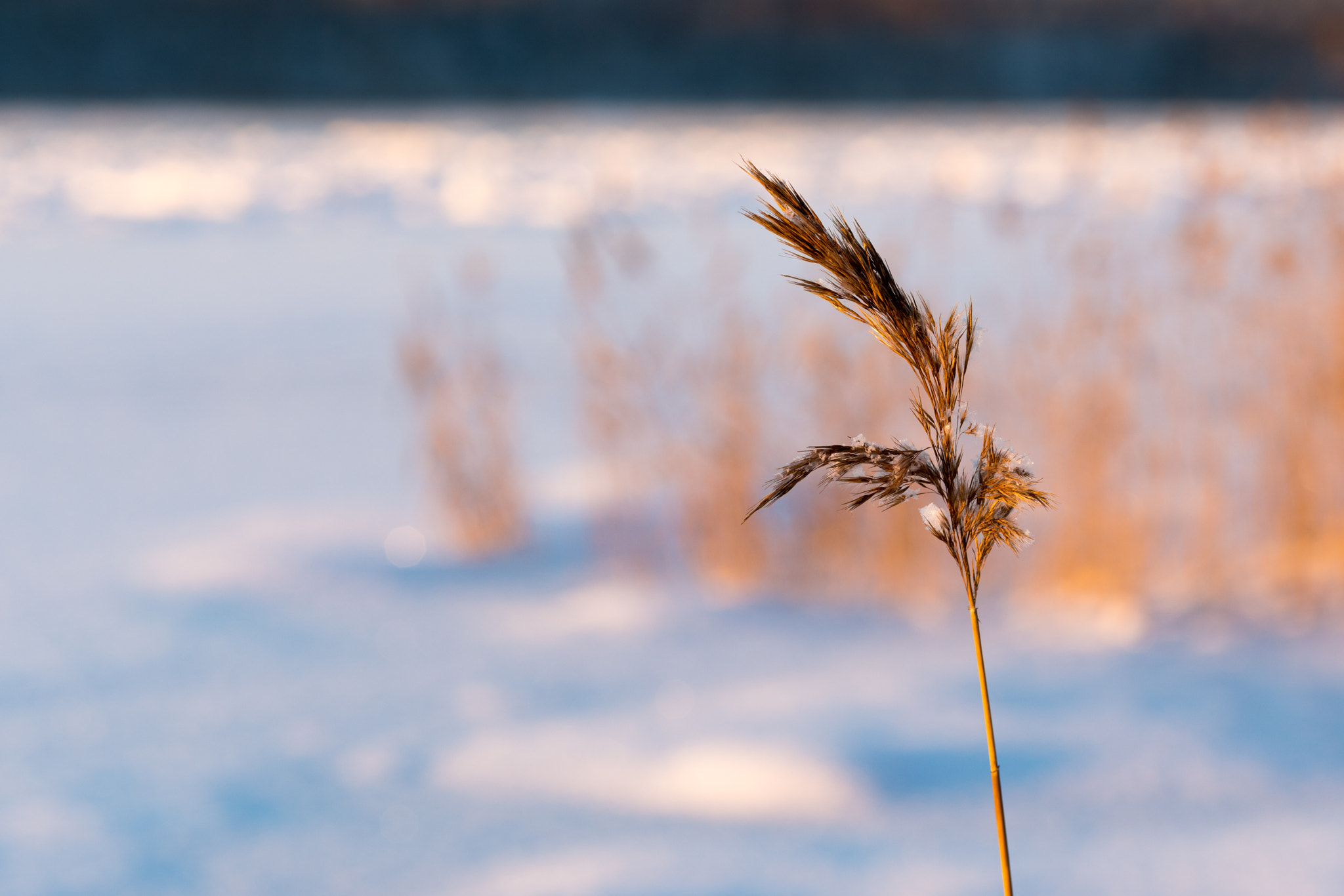 Sony a7R II + Canon EF 135mm F2L USM sample photo. * photography