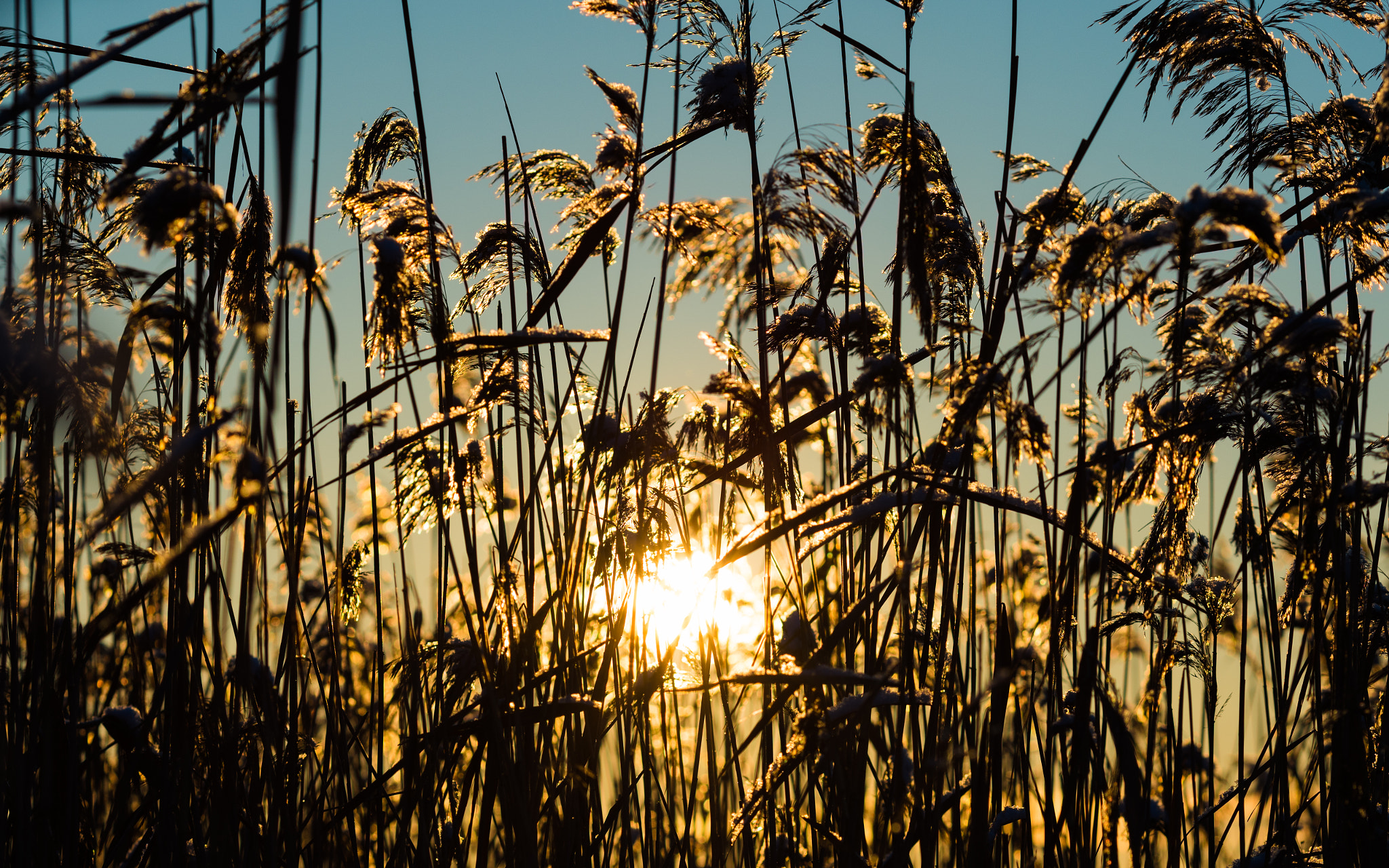 Sony a7R II + Canon EF 135mm F2L USM sample photo. * photography