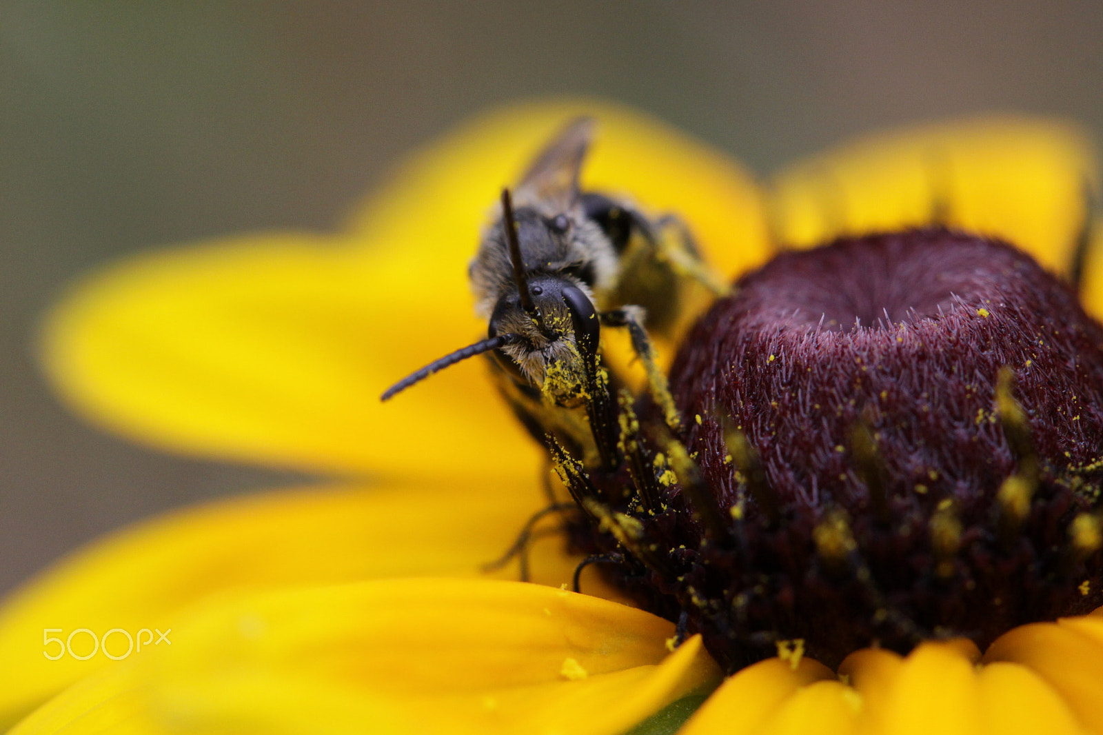 Canon EF-S 60mm F2.8 Macro USM sample photo. Kopie photography