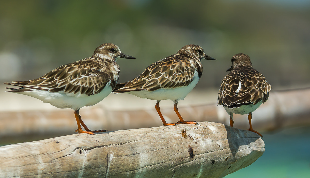 Nikon AF-S Nikkor 200-400mm F4G ED-IF VR sample photo. Ruddy turnstones photography