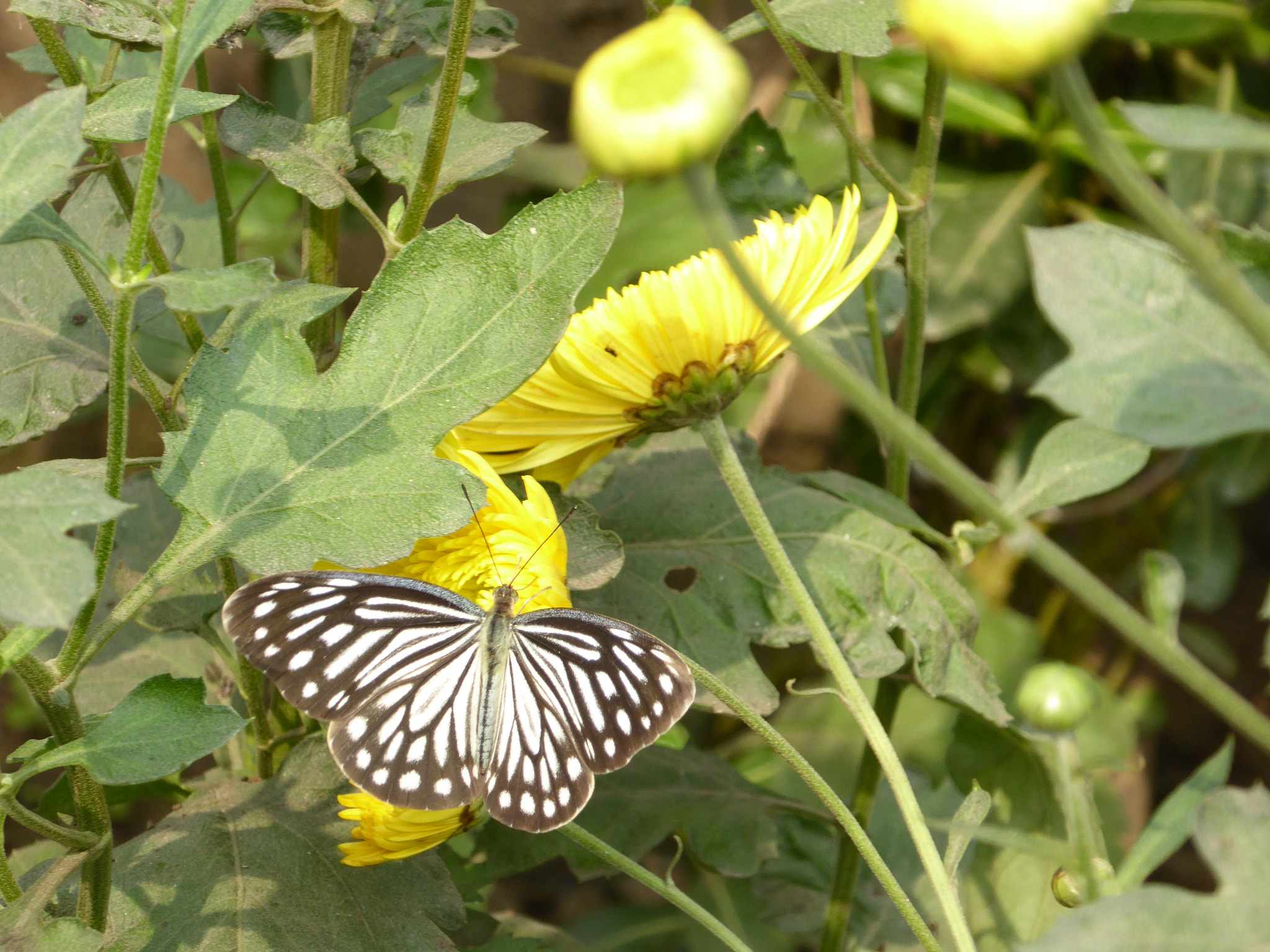 Panasonic Lumix DMC-ZS40 (Lumix DMC-TZ60) sample photo. Butterfly photography