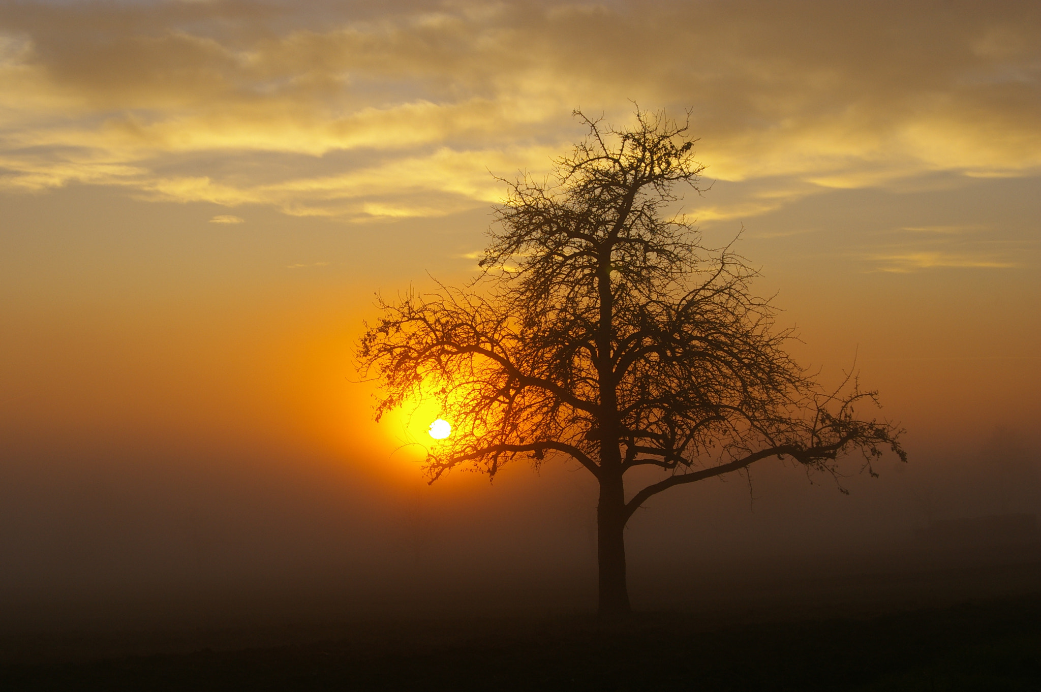 Pentax K100D Super sample photo. Lonely tree in a foggy sunset photography
