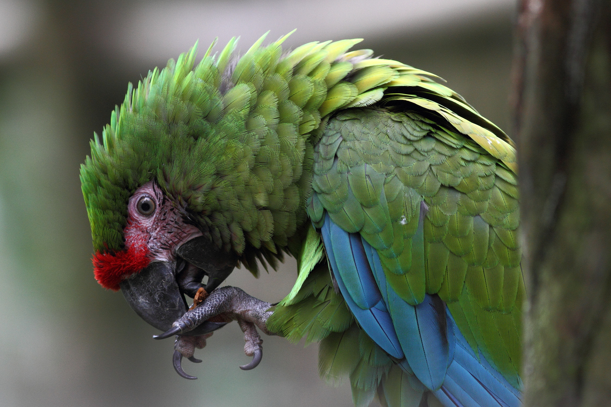 Canon EOS 7D + Canon EF 300mm F4L IS USM sample photo. Military macaw photography