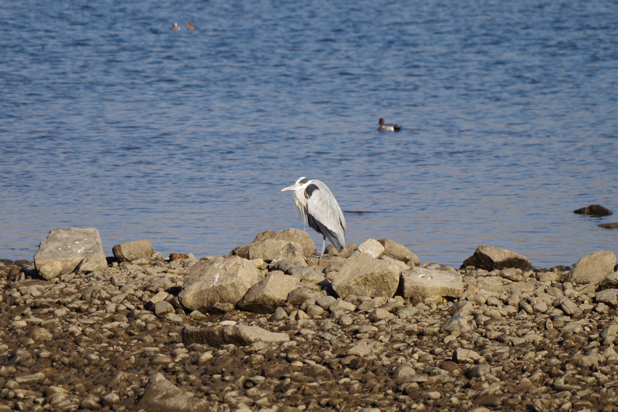 Pentax K-S1 sample photo. Bird photography