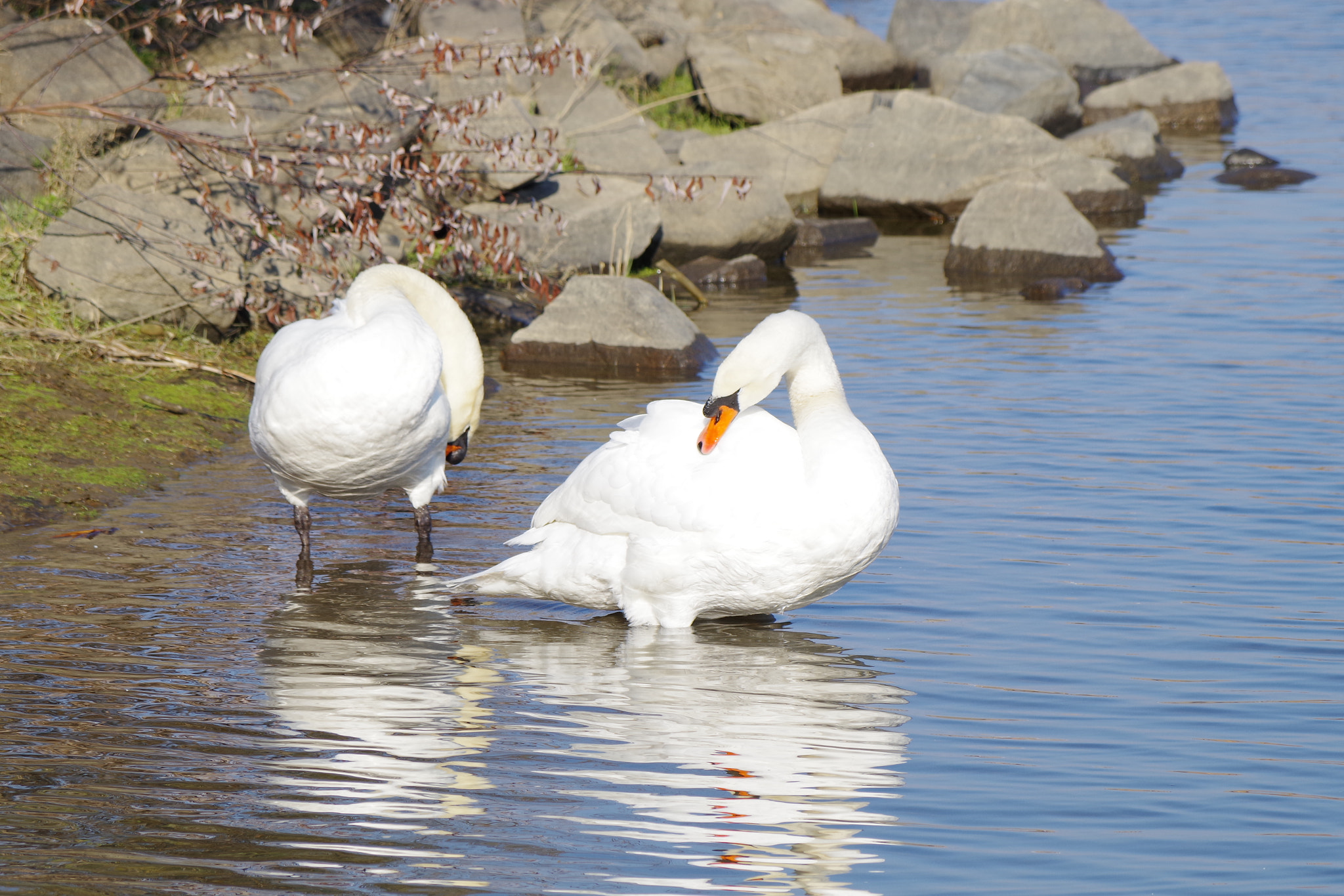 Pentax smc DA 50-200mm F4-5.6 ED WR sample photo. Bathing photography