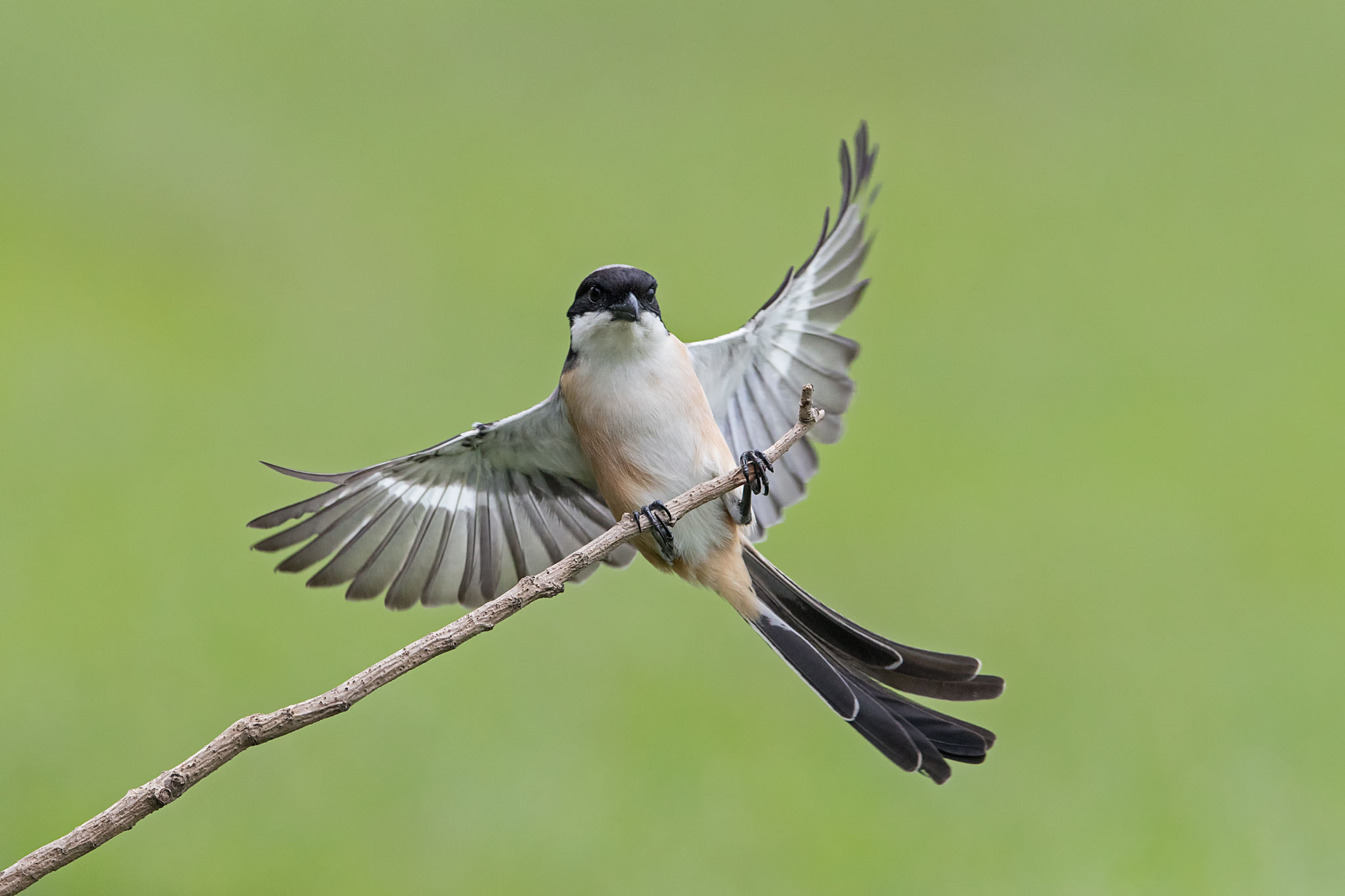 Canon EF 400mm F2.8L IS II USM sample photo. Landing beauty! photography
