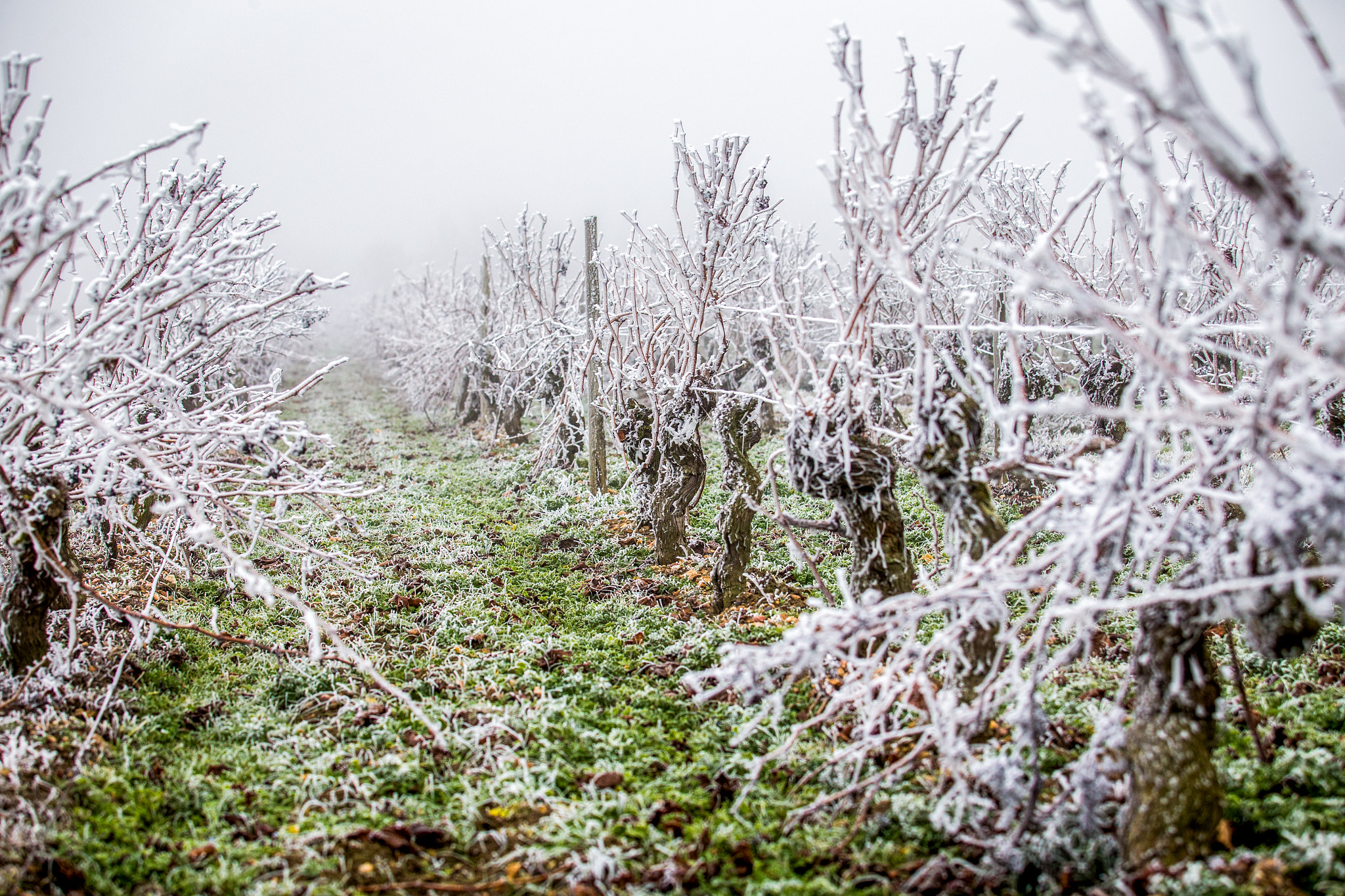 Canon EF 70-200mm F2.8L USM sample photo. Vineyard under the frost 02 photography