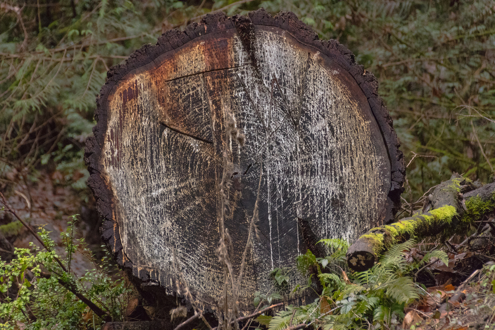 Sigma 18-250mm F3.5-6.3 DC OS HSM sample photo. So how old is it. let's all get a counting photography