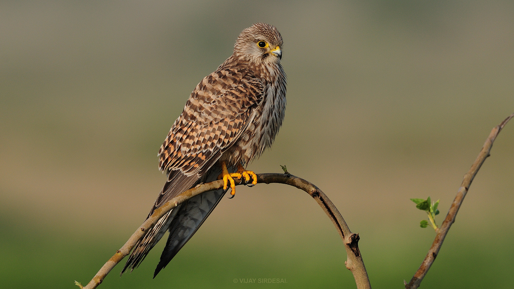 Nikon AF-S Nikkor 600mm F4G ED VR sample photo. Common kestrel photography