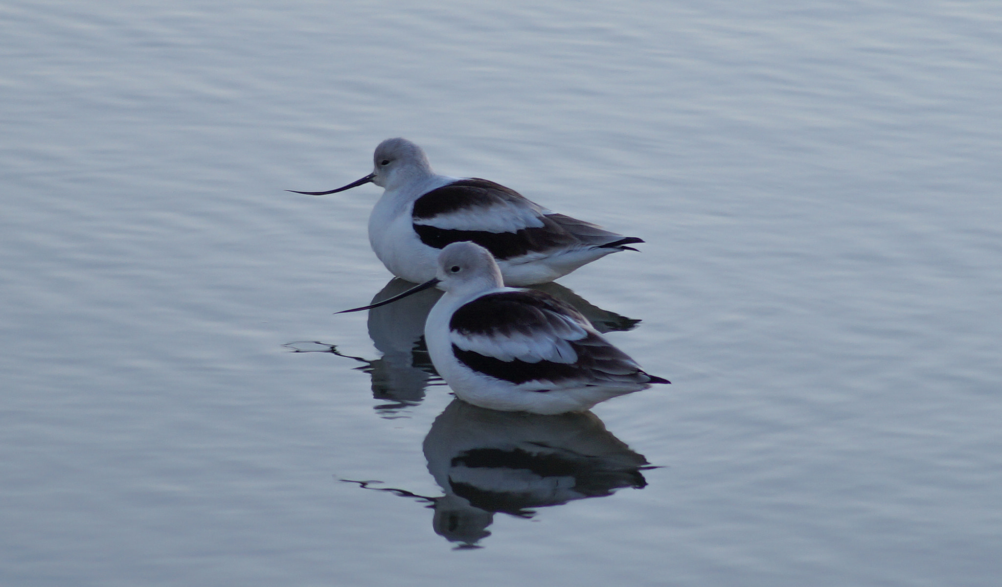 Sony SLT-A58 + Sony DT 55-200mm F4-5.6 SAM sample photo. American avocet photography