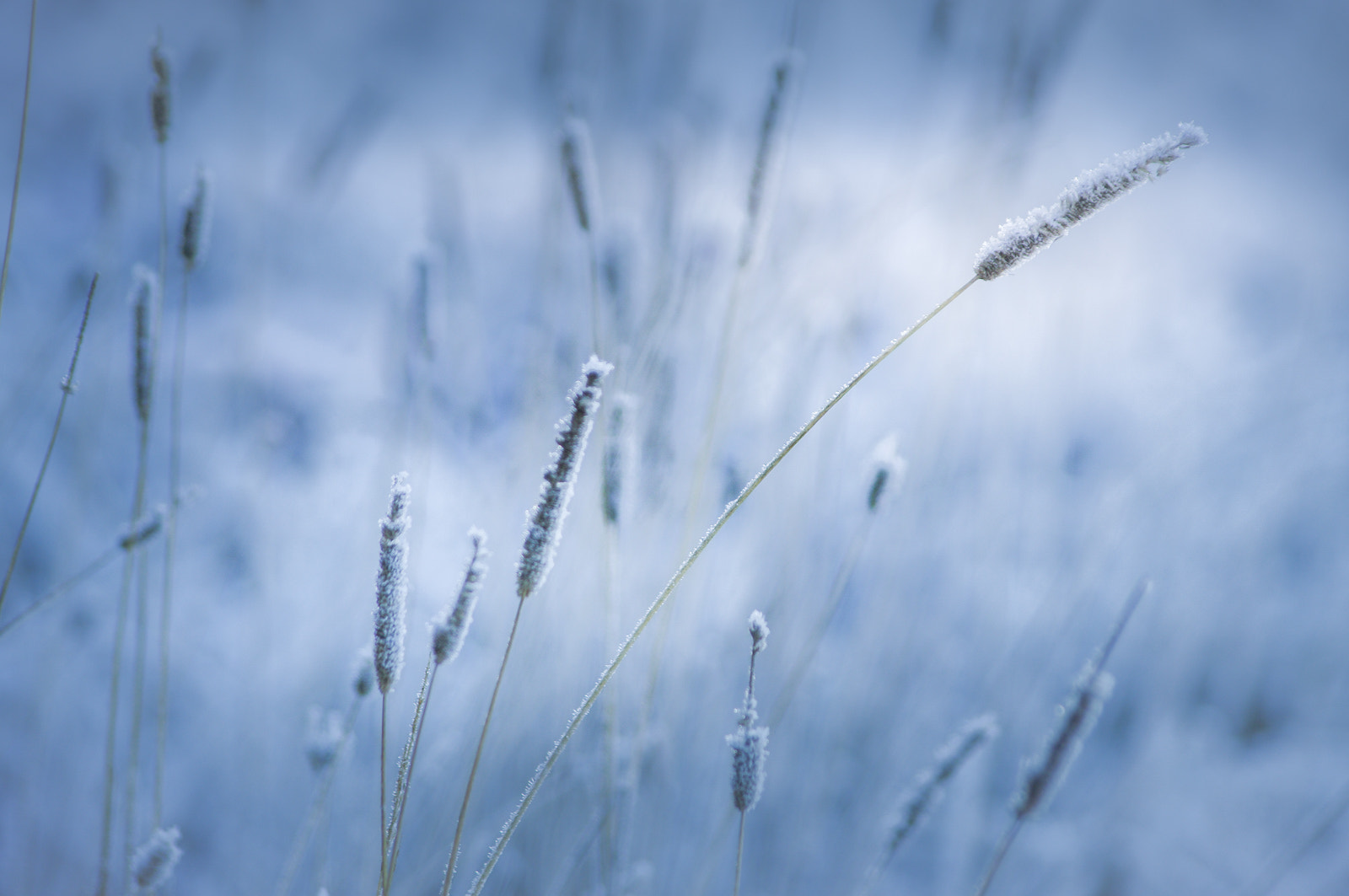 Pentax K20D sample photo. Soft frost photography