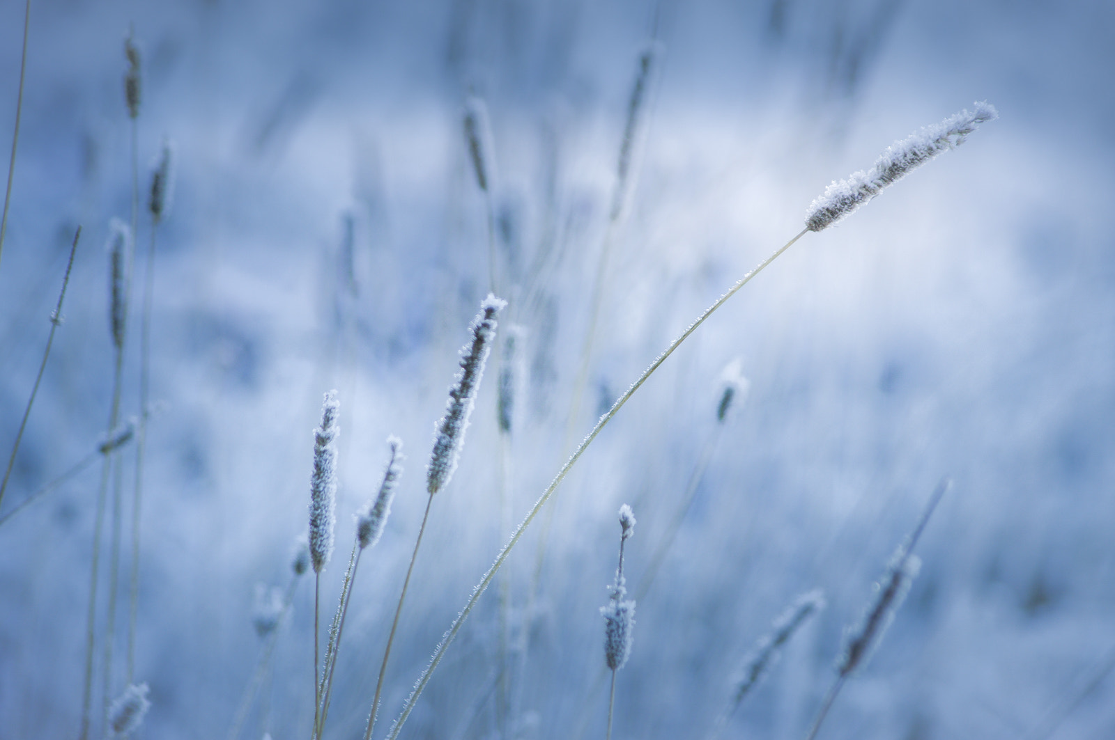 Pentax smc DA 55-300mm F4.0-5.8 ED sample photo. Soft frost photography