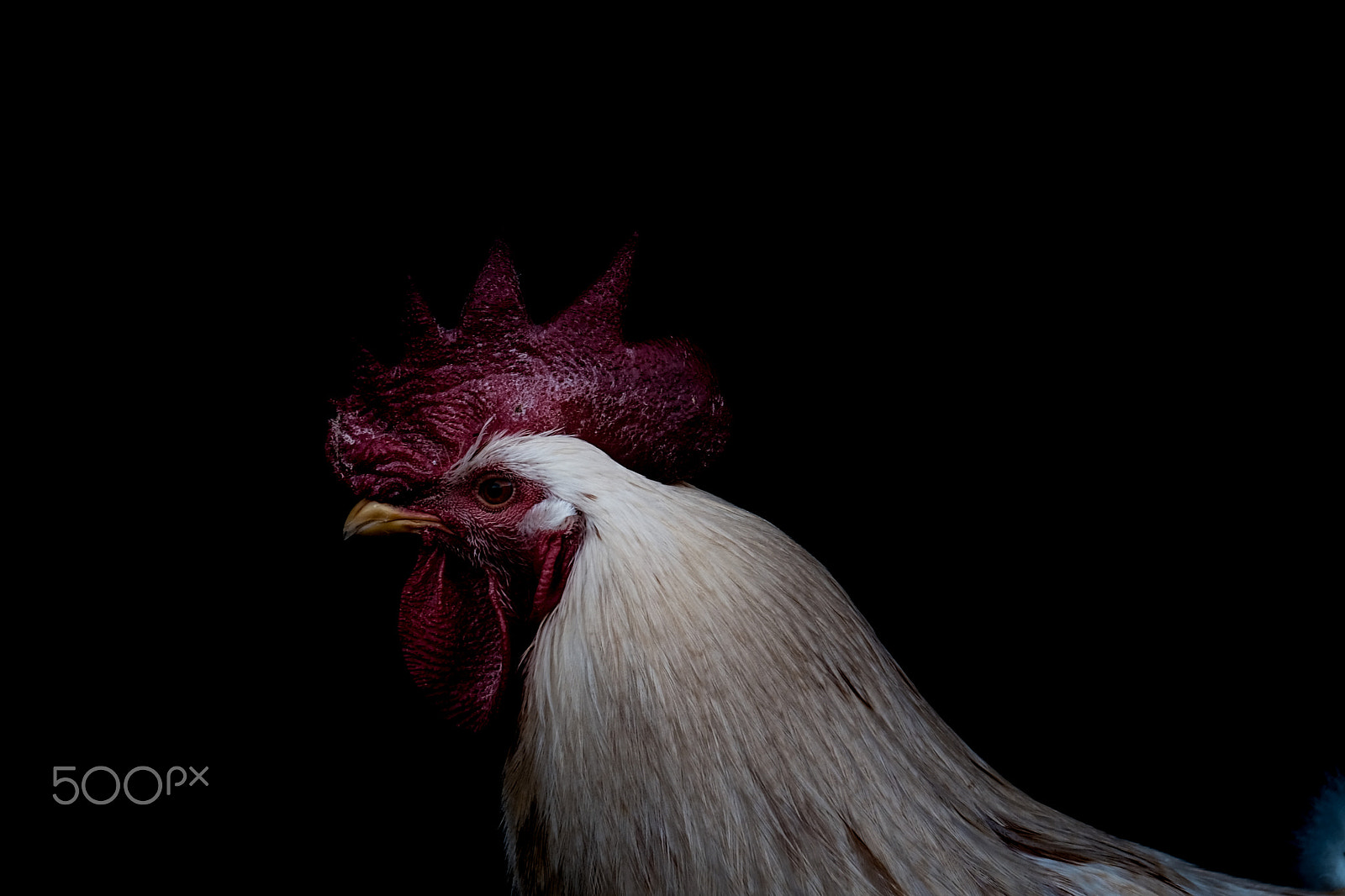 Fujifilm X-Pro2 + Fujifilm XF 55-200mm F3.5-4.8 R LM OIS sample photo. 2017 rooster year photography