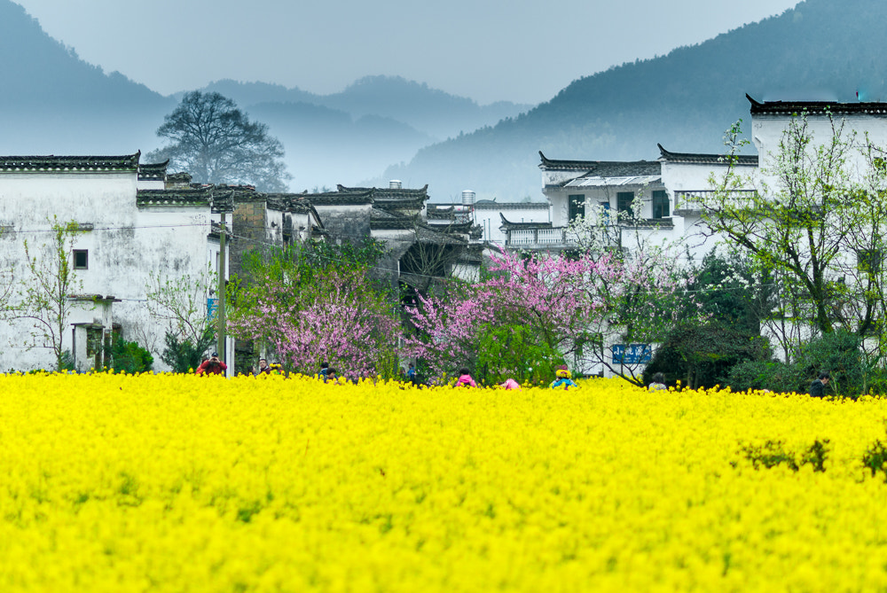 Nikon D200 + Nikon AF Nikkor 105mm F2D DC sample photo. 菜花映春 photography