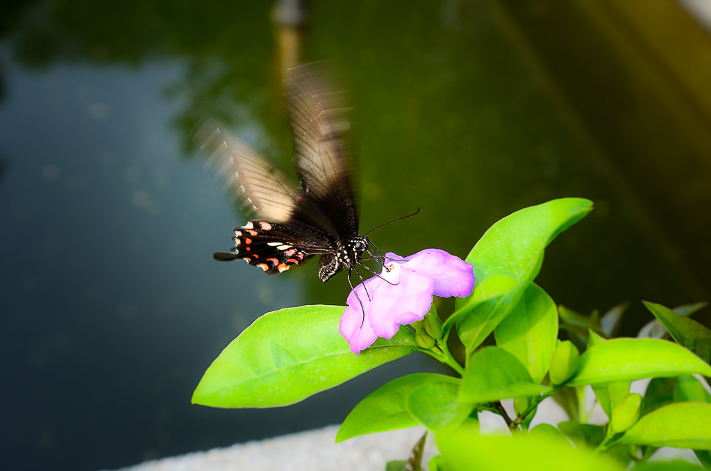 Nikon AF-S Nikkor 17-35mm F2.8D ED-IF sample photo. 采蜜 photography