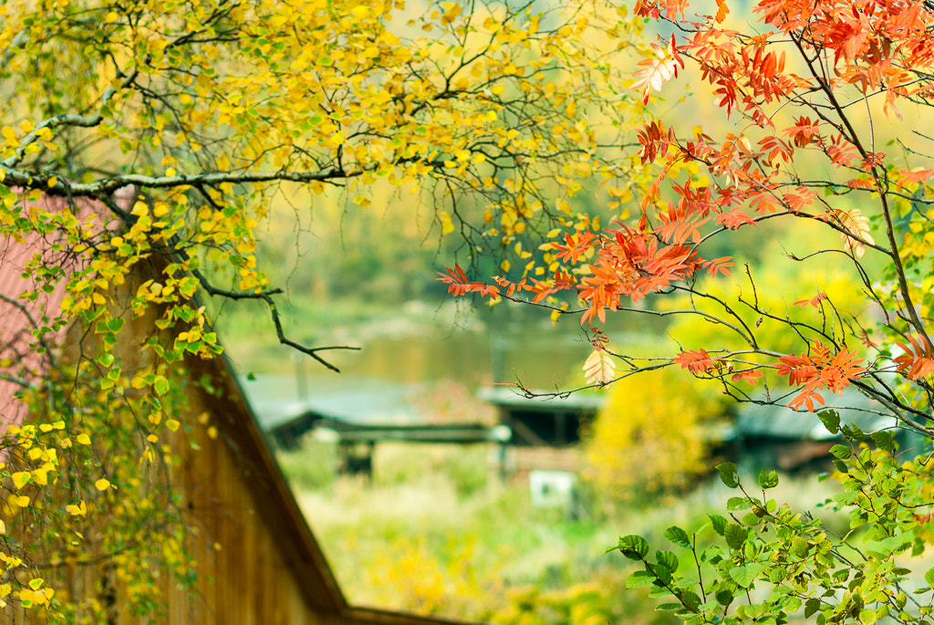 Nikon D200 + Nikon AF Nikkor 105mm F2D DC sample photo. 秋色醉人 photography