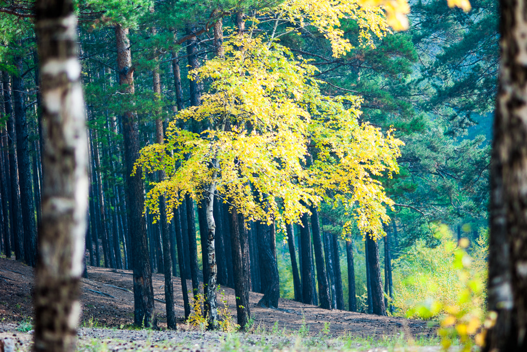 Nikon D200 + Nikon AF Nikkor 105mm F2D DC sample photo. 寂静的白桦林 photography