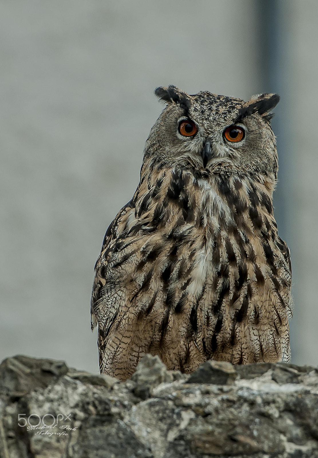 Nikon AF-S Nikkor 70-200mm F2.8G ED VR II sample photo. Waldohreule photography
