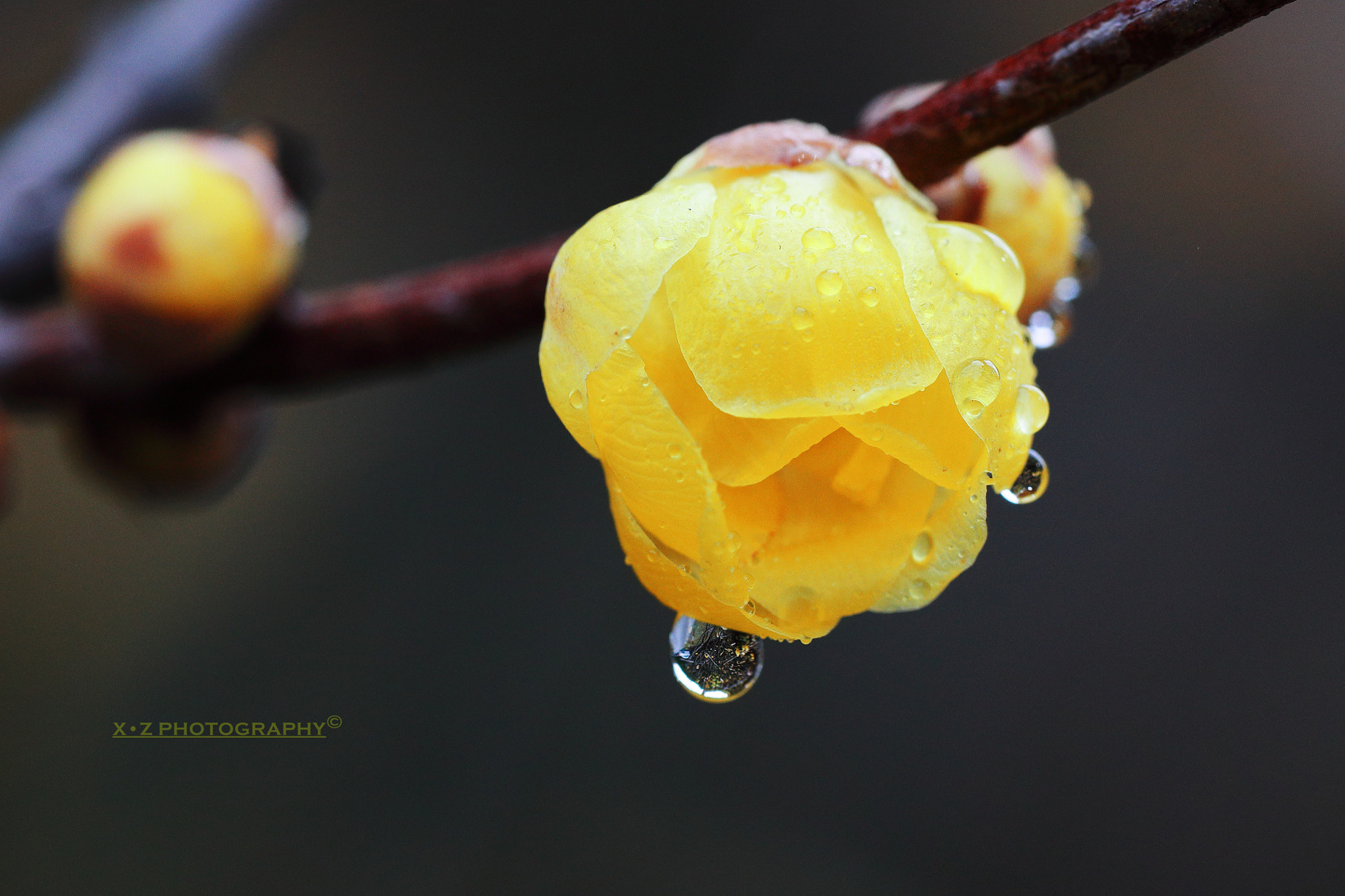 Canon EF 180mm F3.5L Macro USM sample photo. 腊梅 wintersweet photography