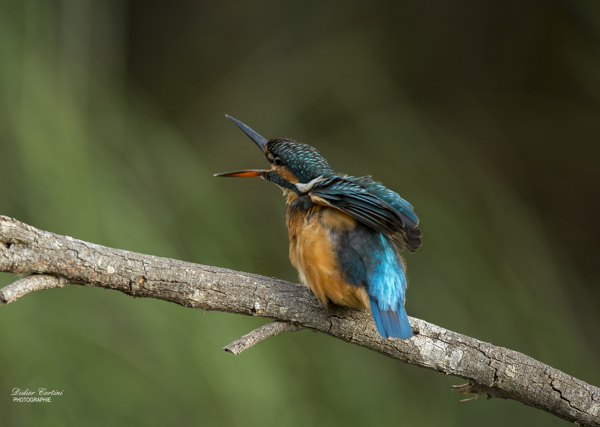 Nikon D4 + Nikon AF-S Nikkor 500mm F4G ED VR sample photo. Happy new year ! photography