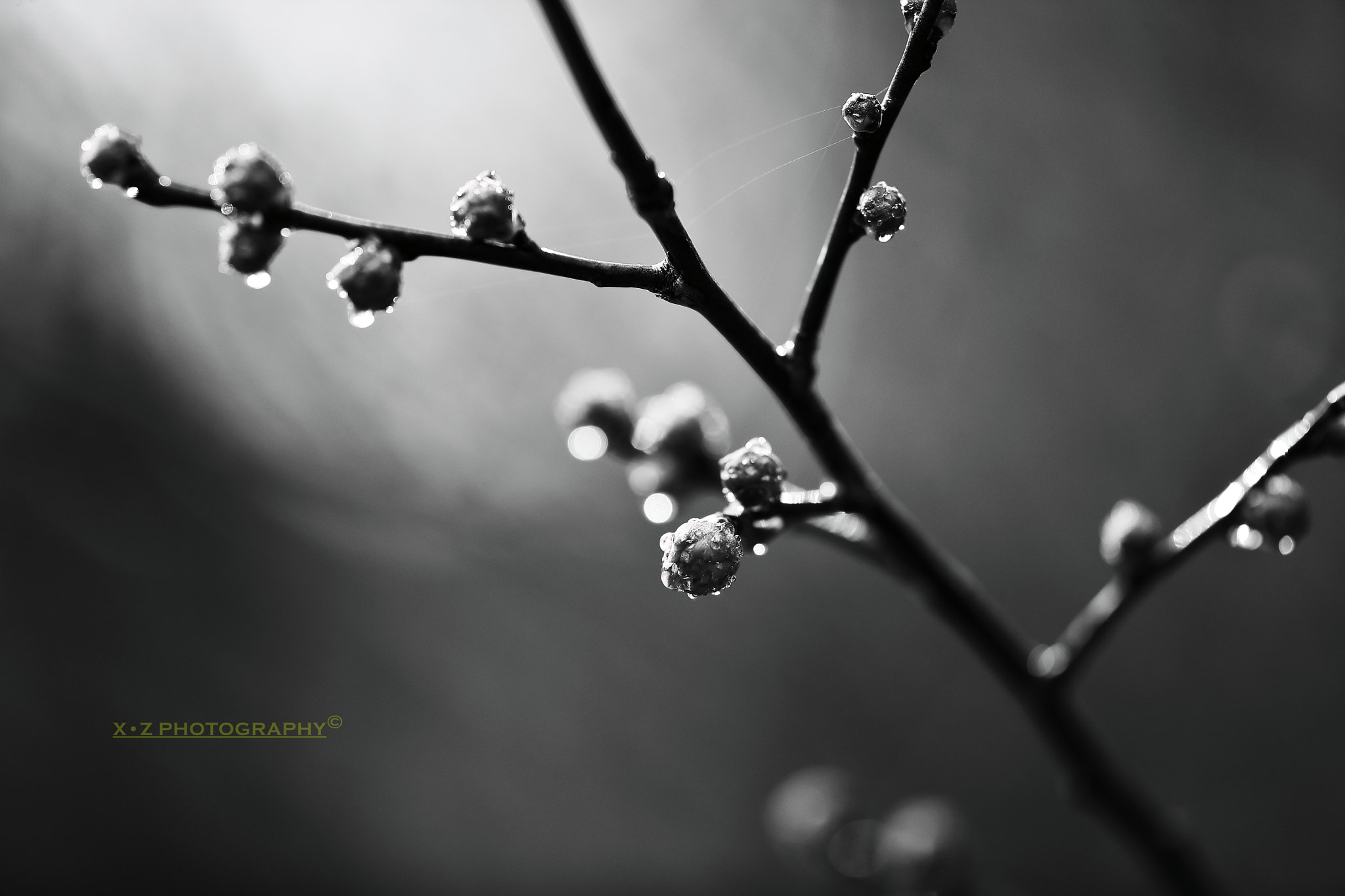 Canon EF 180mm F3.5L Macro USM sample photo. Wintersweet 梅花 photography