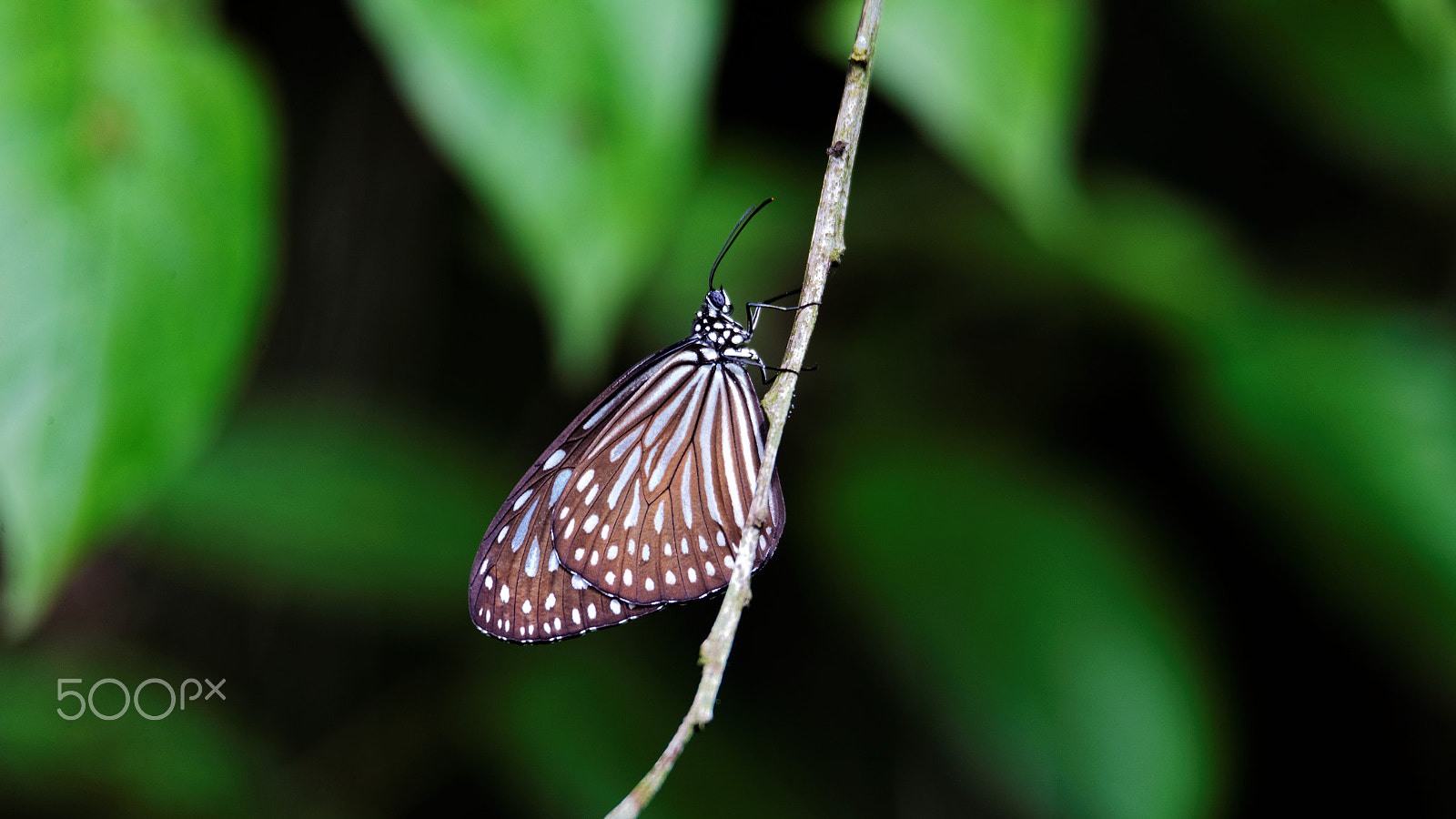 Tamron SP 150-600mm F5-6.3 Di VC USD sample photo. Butterfly36 photography