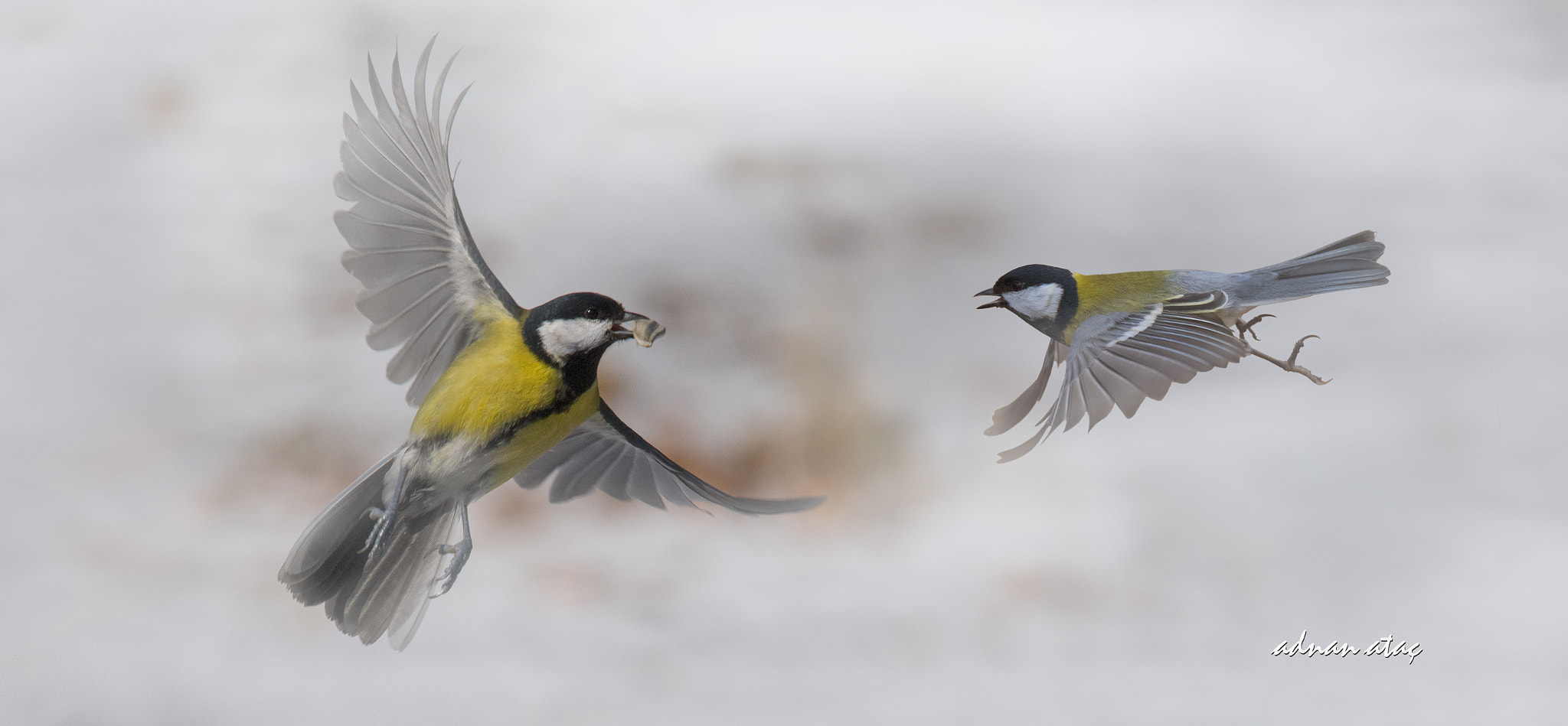 Nikon Nikkor AF-S 300mm F4E PF ED VR sample photo. Büyük baştankara - parus major - great tit photography