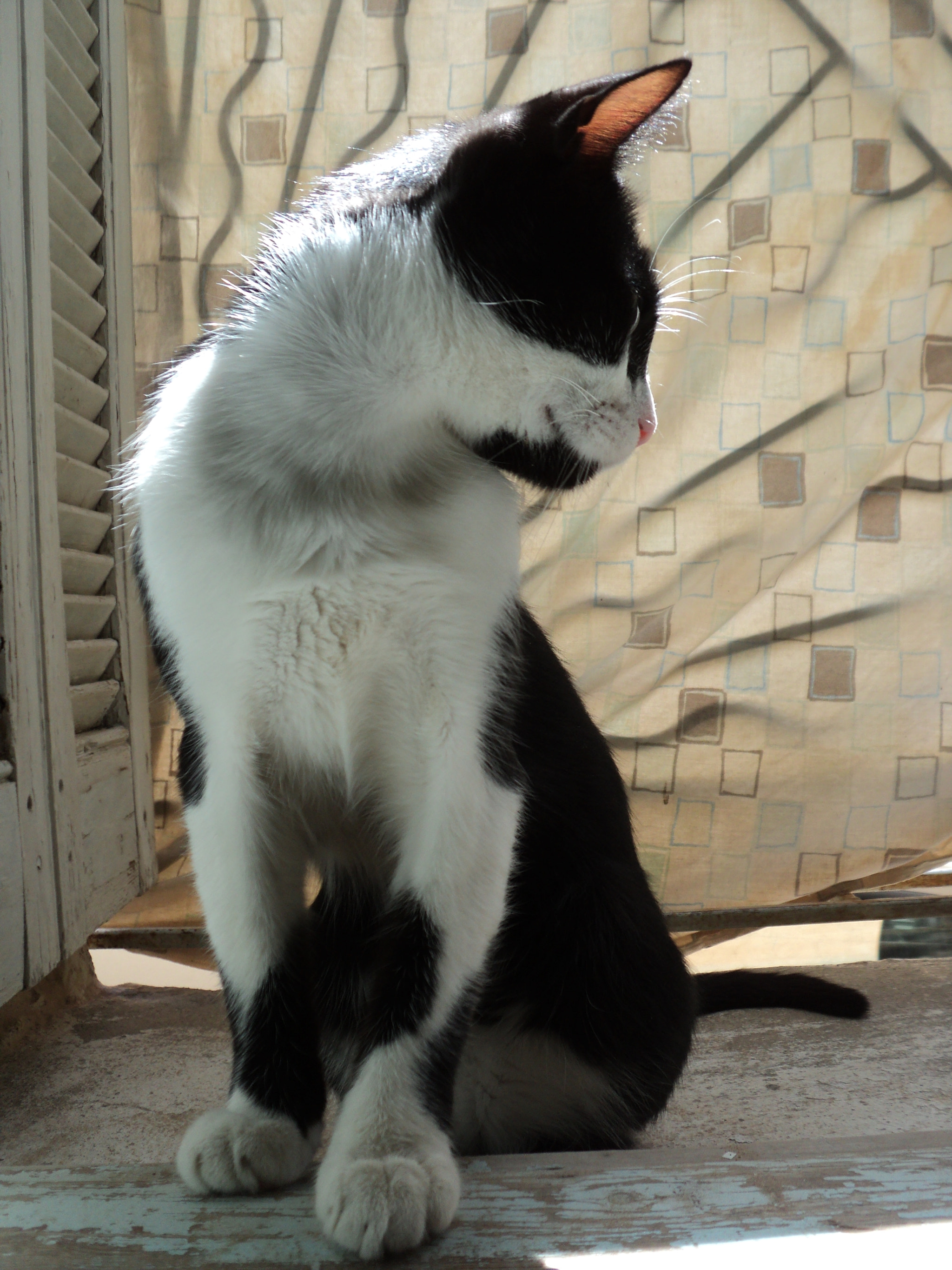 Sony DSC-S2000 sample photo. Tuxedo cat photography