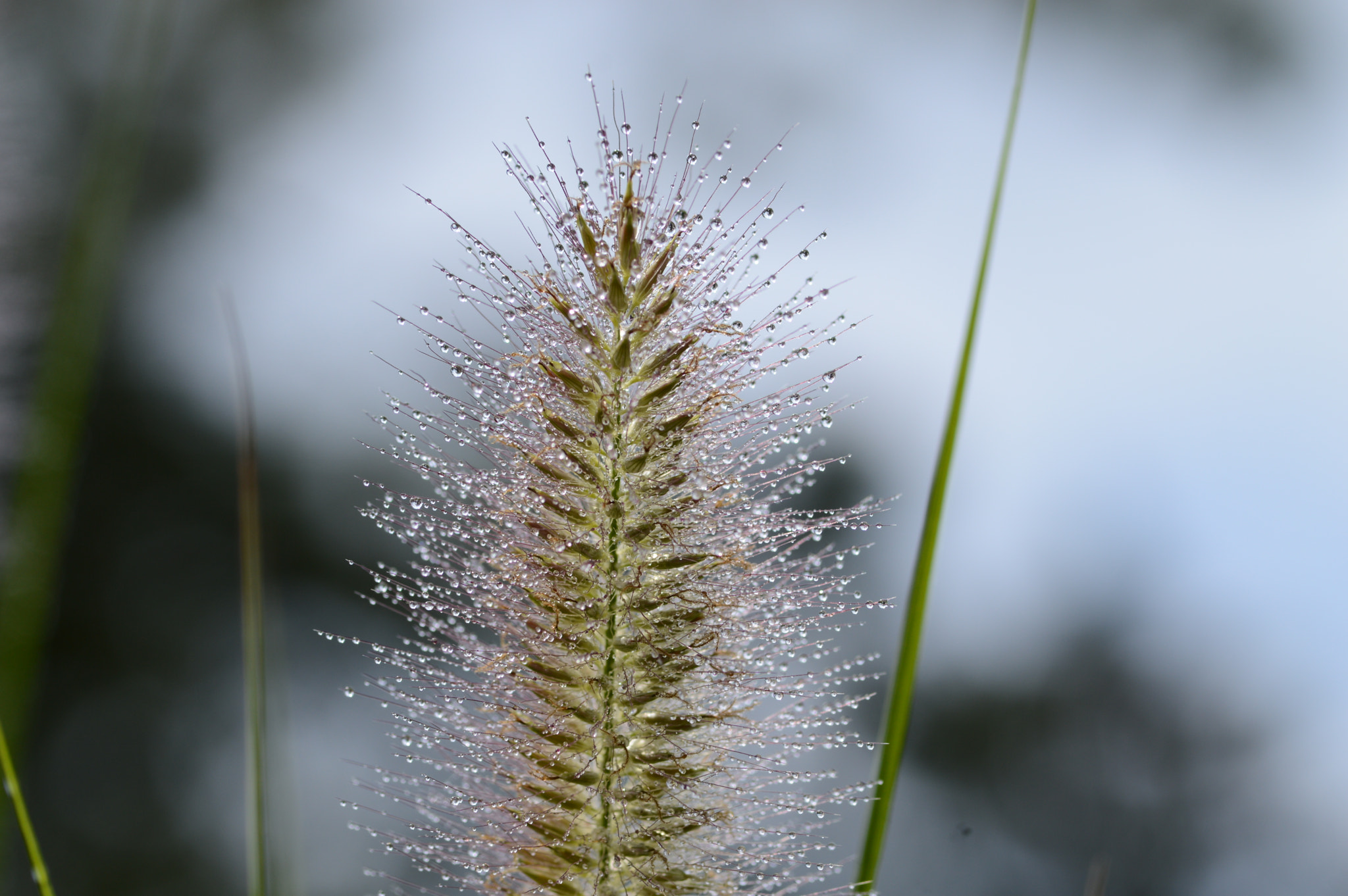 Nikon D3200 sample photo