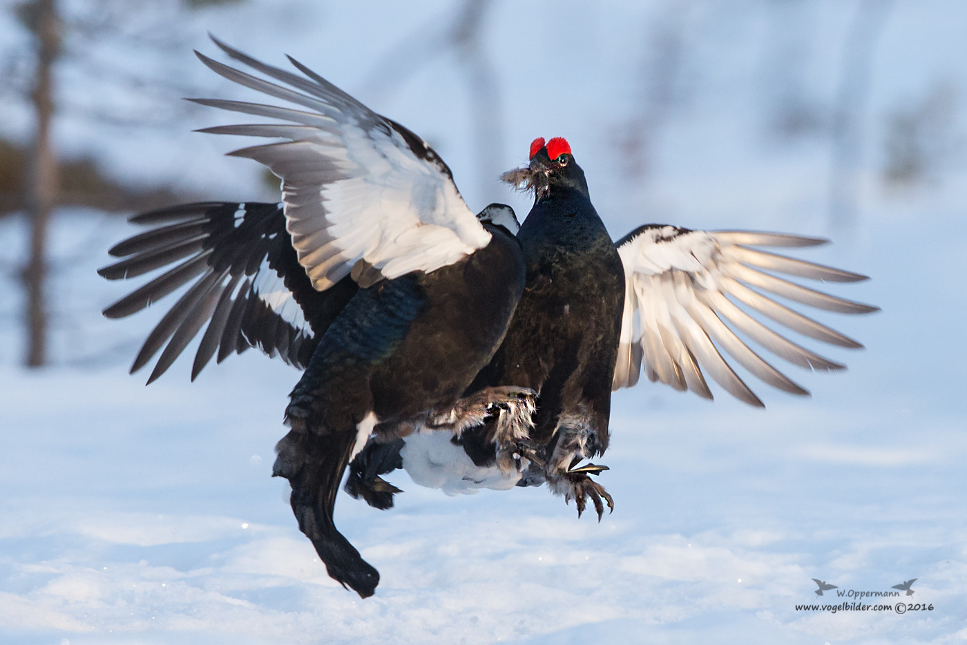 Canon EF 600mm F4L IS II USM sample photo. Birkhuhn / black grouse photography