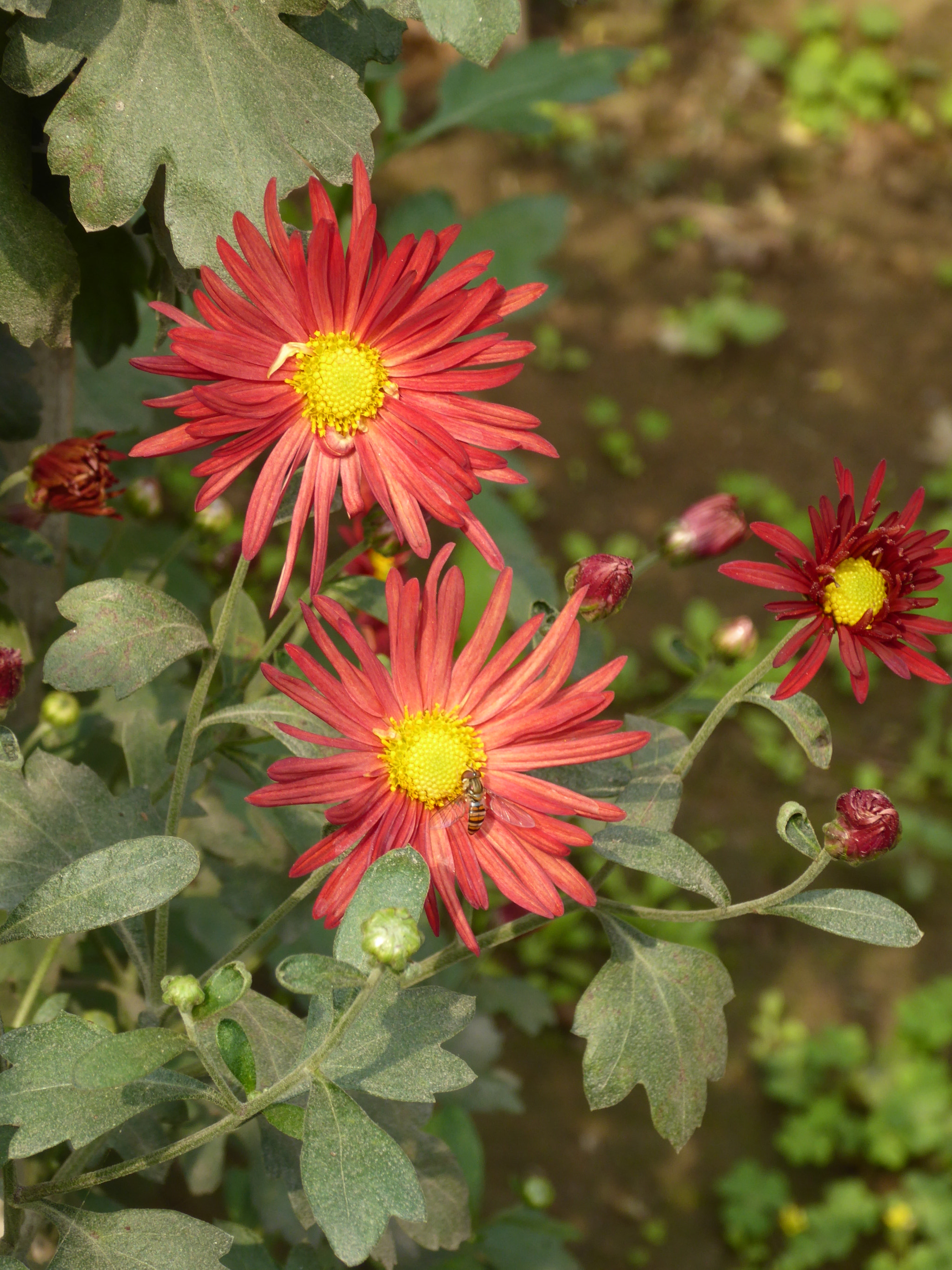 Panasonic Lumix DMC-ZS40 (Lumix DMC-TZ60) sample photo. Honeybee on flower photography