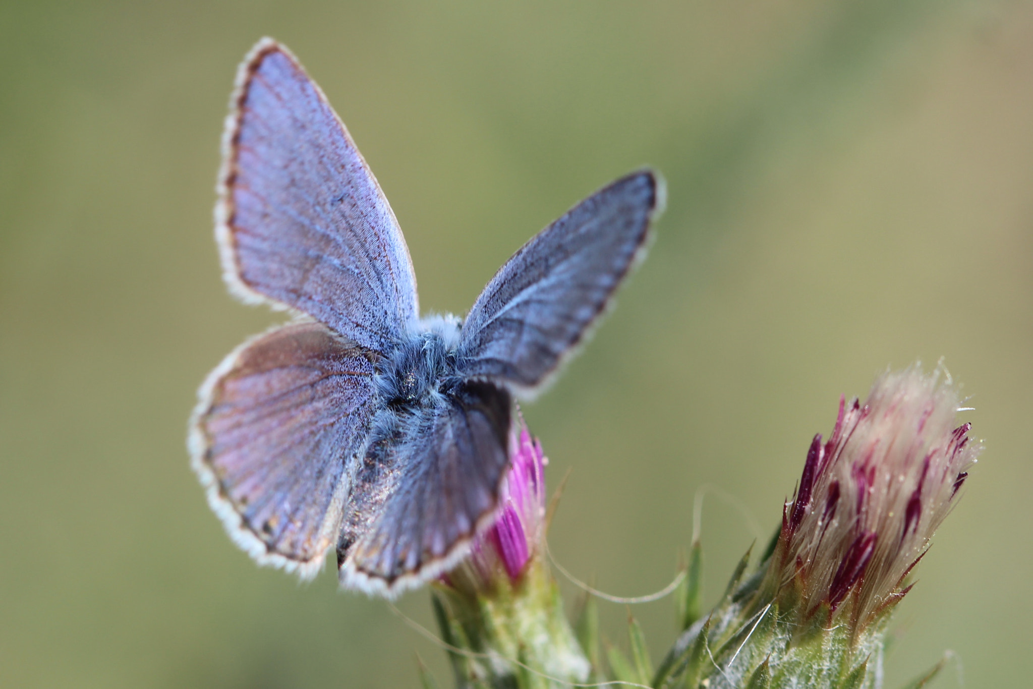 Canon EOS 600D (Rebel EOS T3i / EOS Kiss X5) + Canon EF 100mm F2.8 Macro USM sample photo. Everyone is like a butterfly, they start out ugly  ... photography