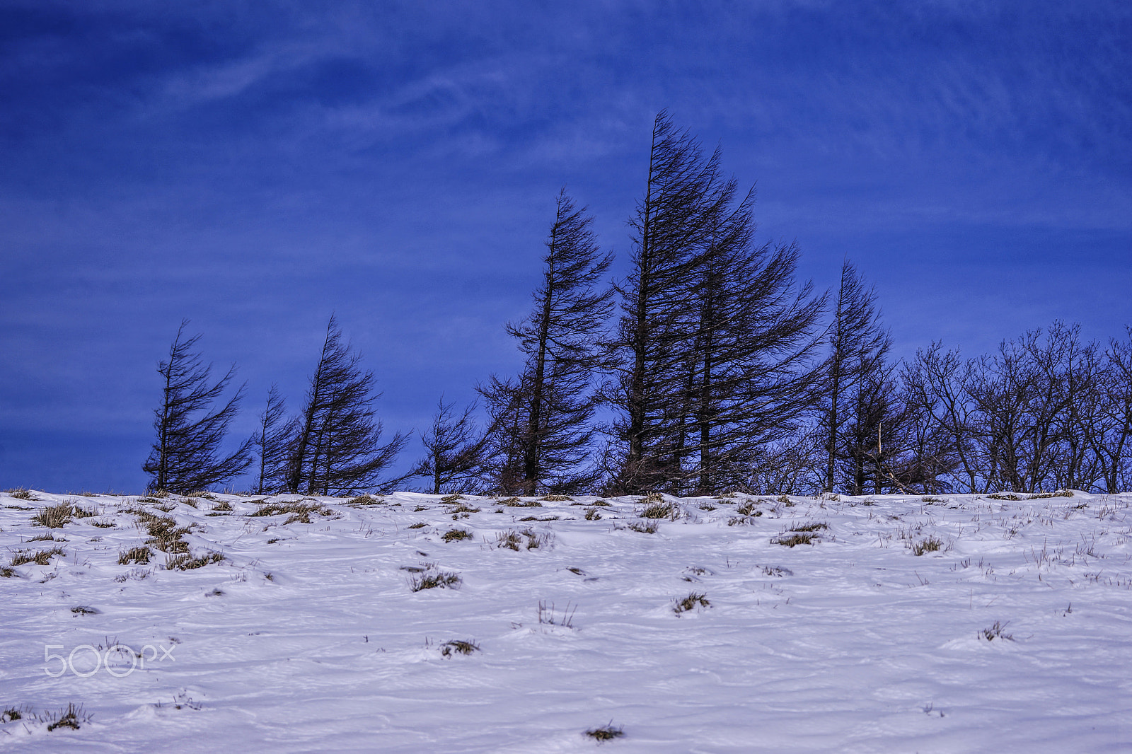 Sony 70-300mm F4.5-5.6 G SSM sample photo. Windy trees photography