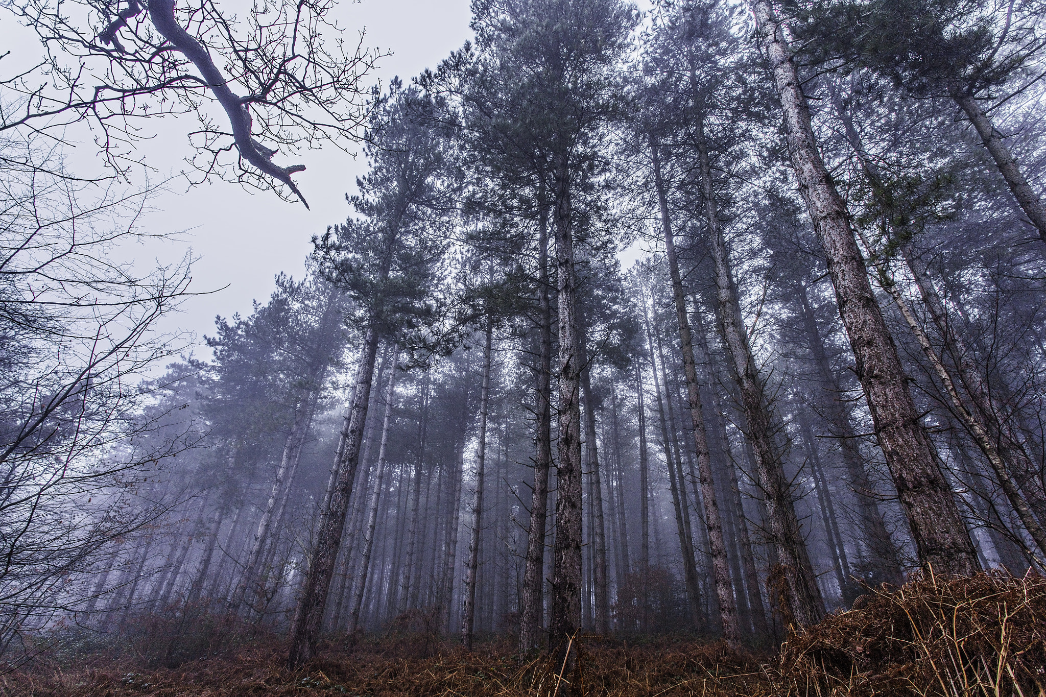 Canon EOS 5DS + Canon EF 17-40mm F4L USM sample photo. The woods at twilight photography