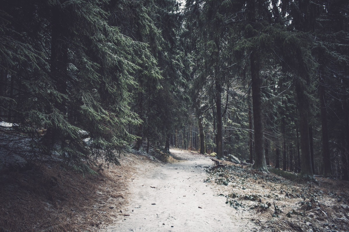 Nikon Df sample photo. Darkness in the woods... photography