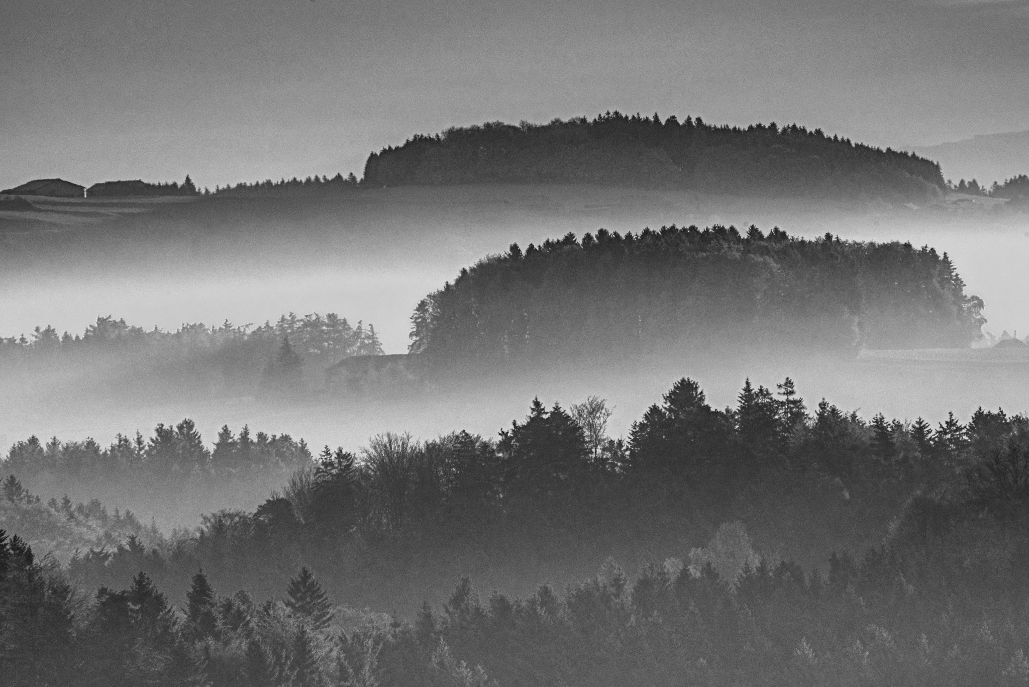 Nikon D800 sample photo. Morning fog in b & w photography