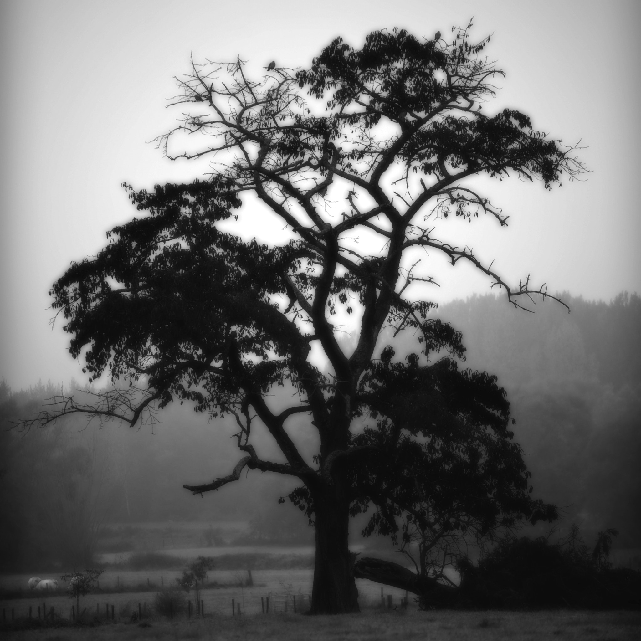 Nikon D3 sample photo. Pajottenland 37 photography
