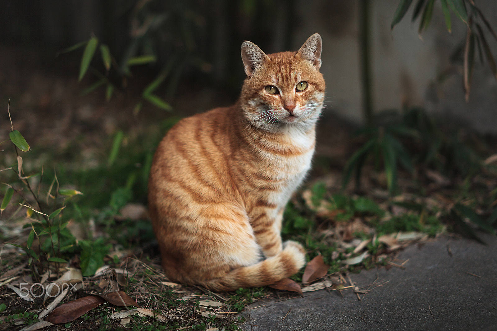 ZEISS Milvus 50mm F1.4 sample photo. Gentleman mr yellow_03 photography
