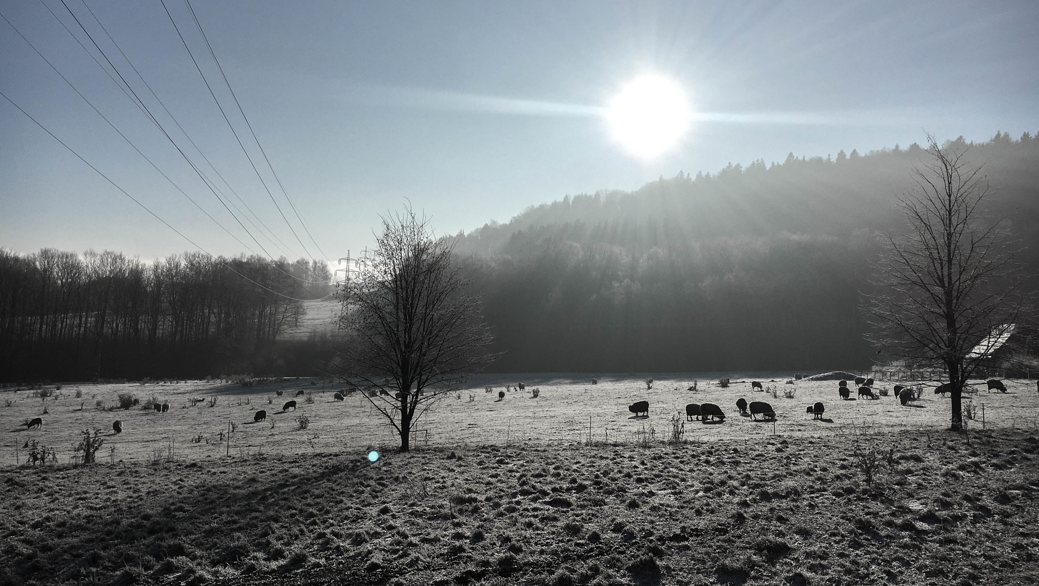 Hipstamatic 330 sample photo. Frosted sheeps photography